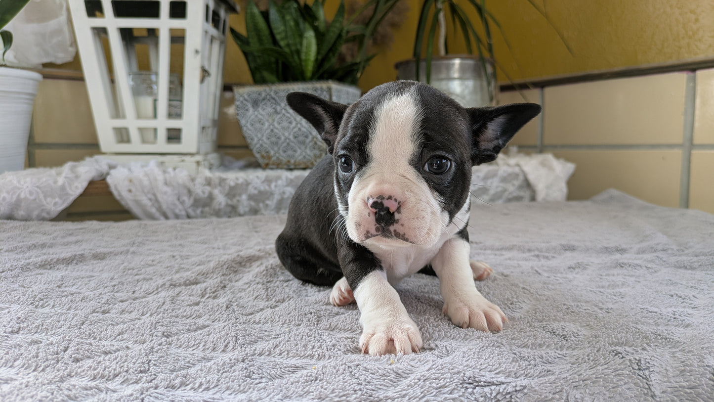 BOSTON TERRIER (12/09) FEMALE