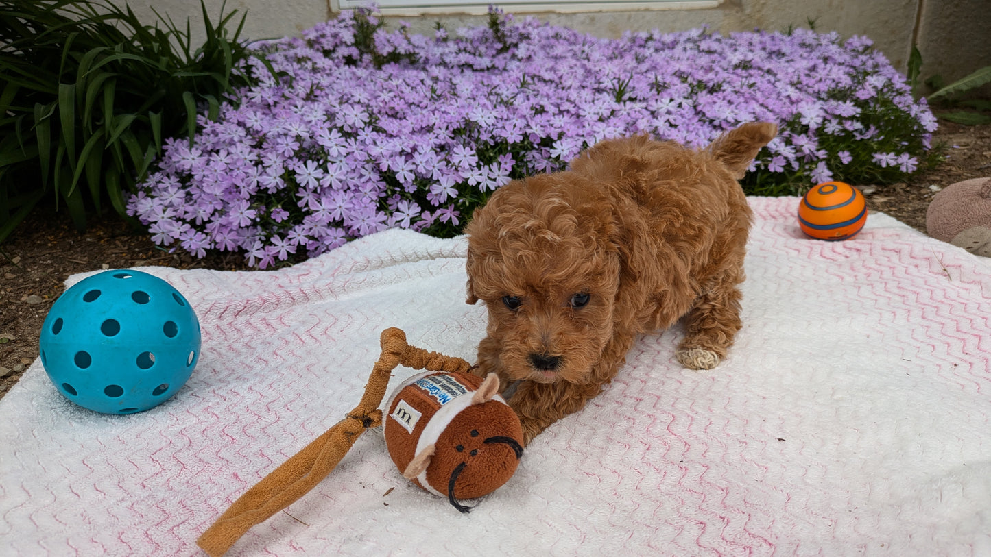 MALTIPOO (03/15) MALE