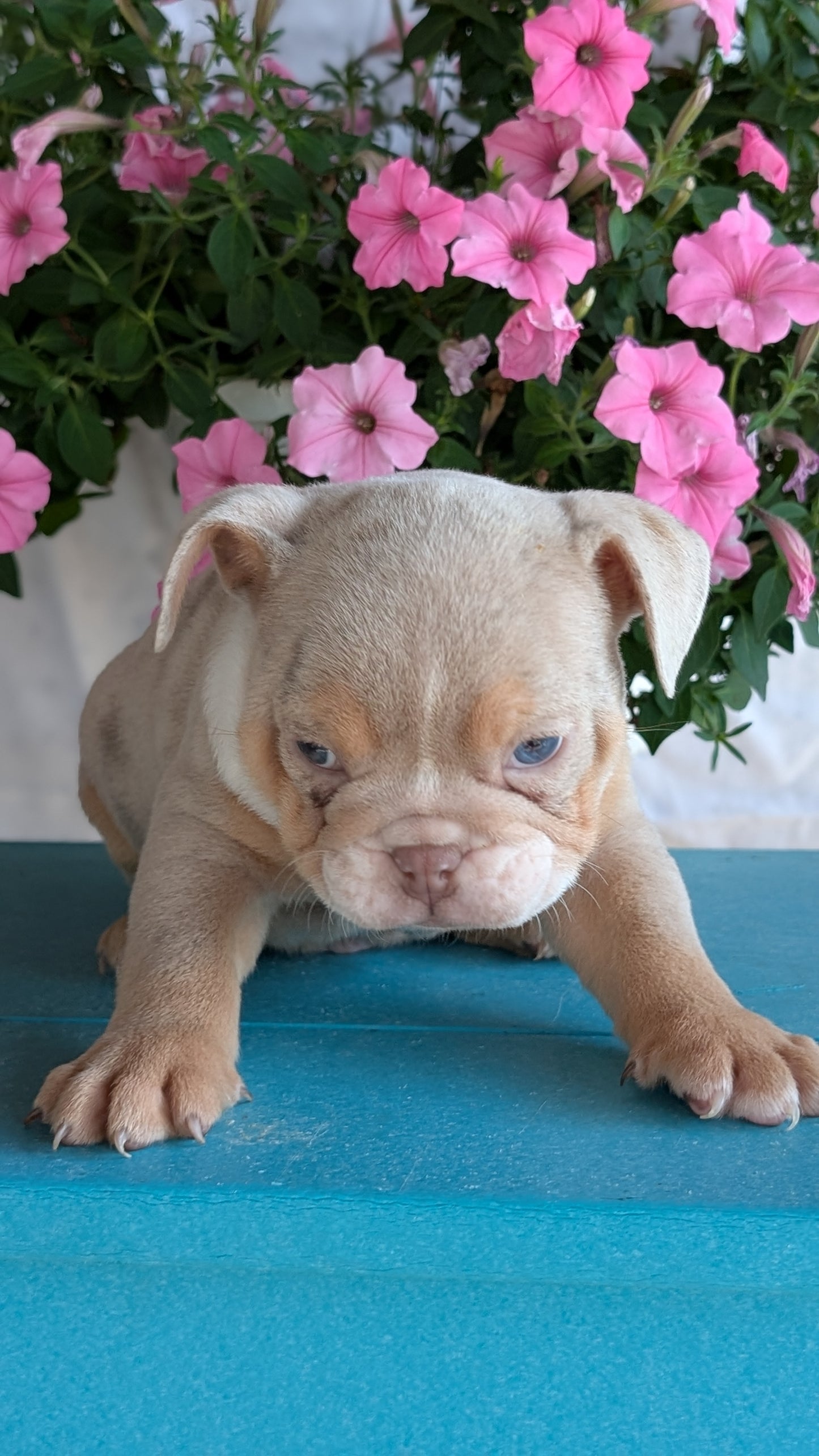 ENGLISH BULLDOG (06/30) MALE