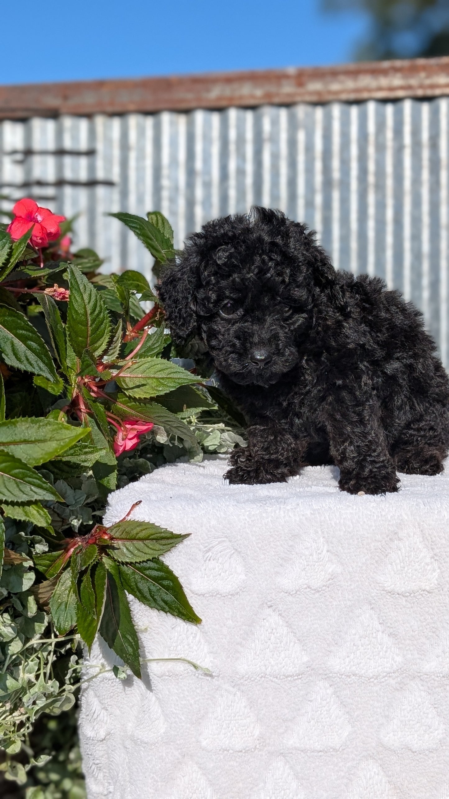 TOY POODLE (07/06) FEMALE