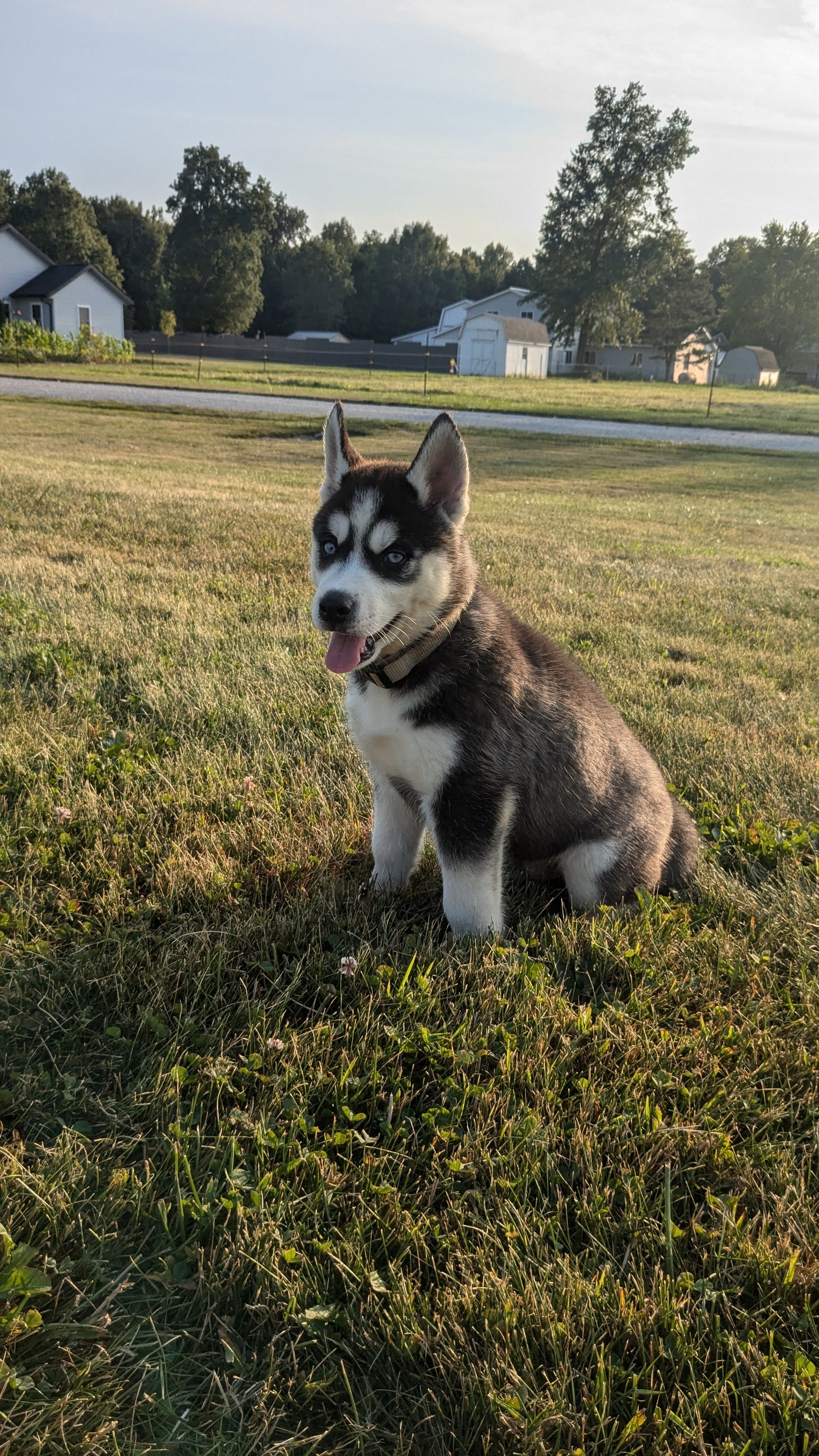 SIBERIAN HUSKY (06/22) MALE