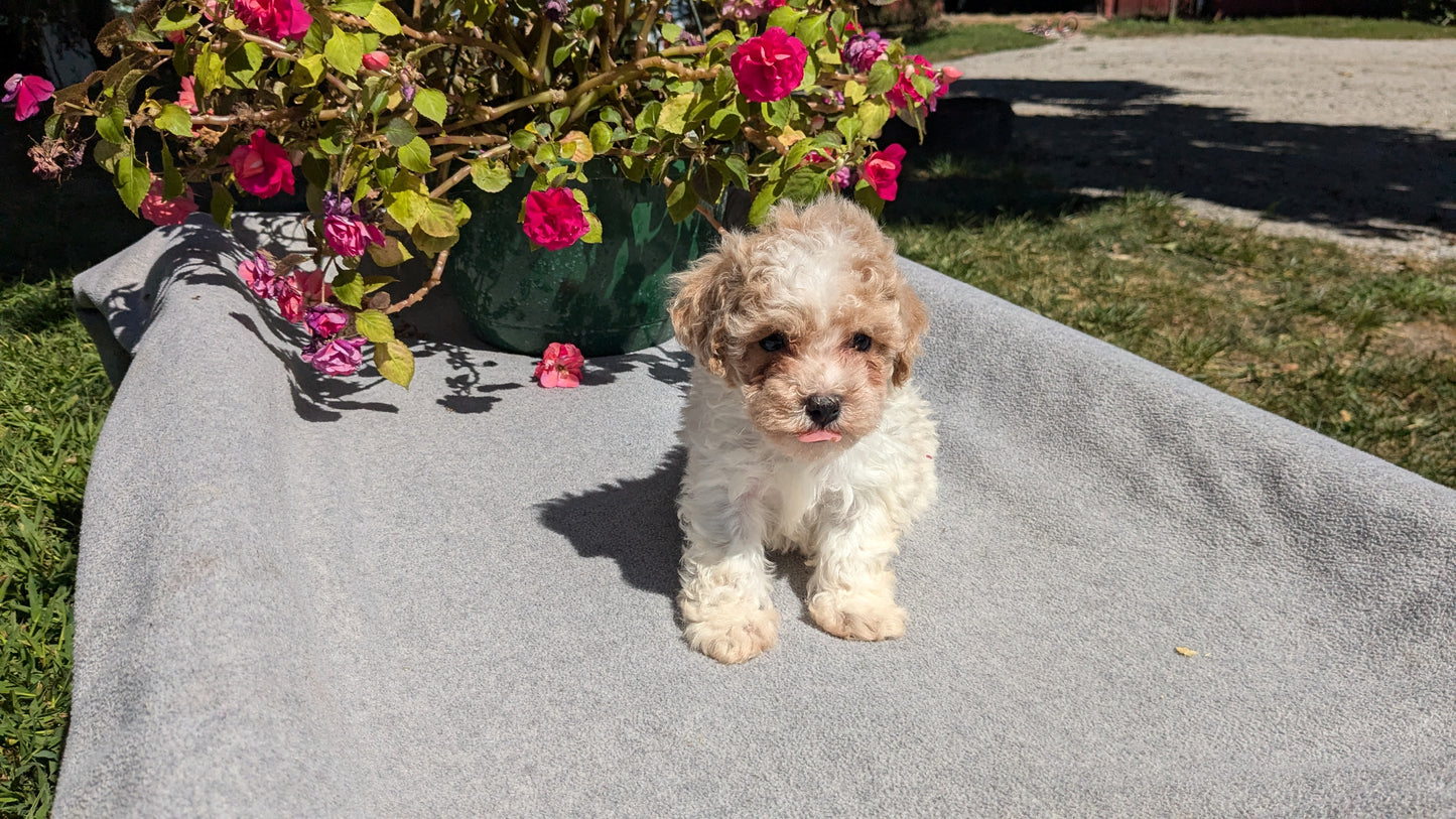 TOY POODLE (07/20) MALE