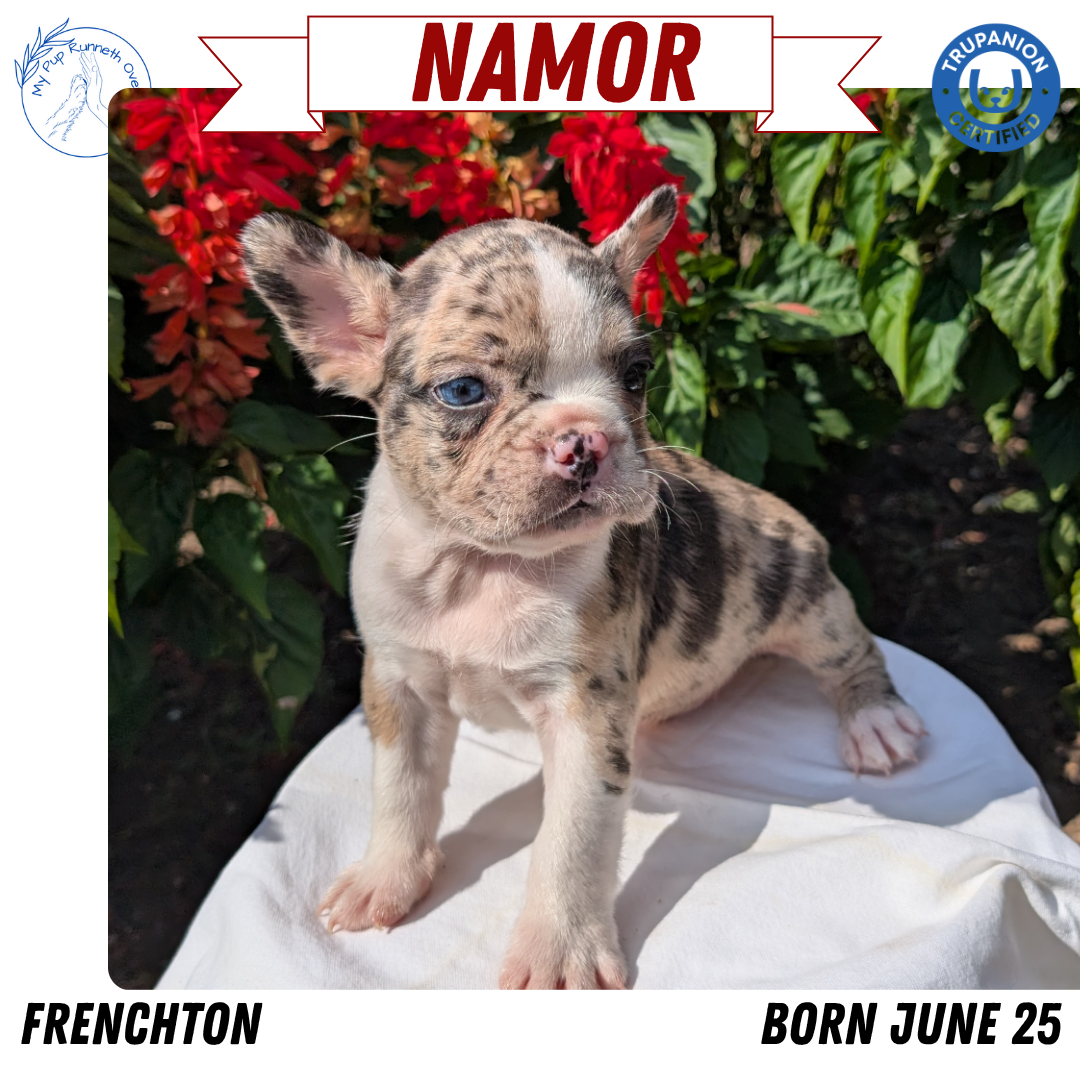 FRENCHTON (06/25) MALE