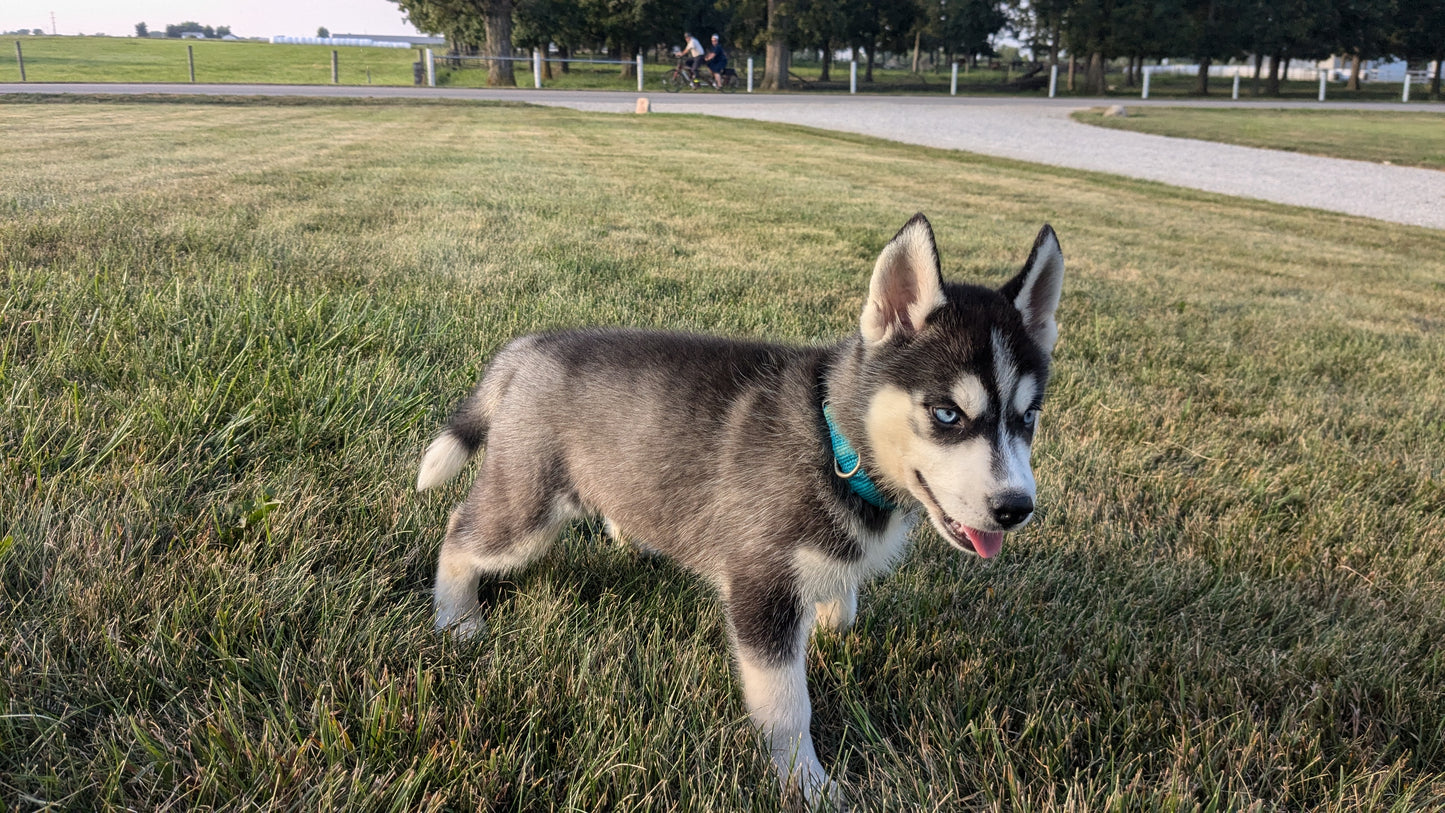 SIBERIAN HUSKY (06/22) FEMALE