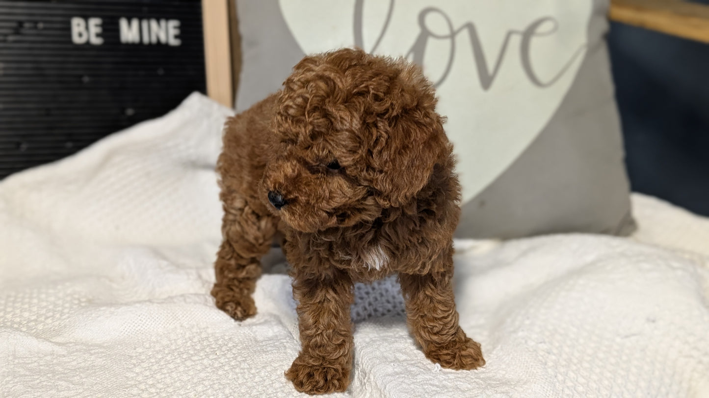 TOY POODLE (12/20) MALE