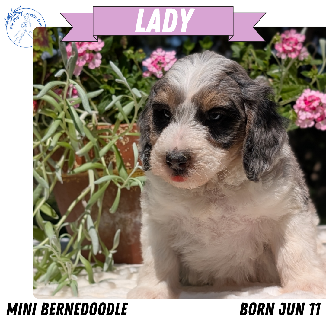 MINI BERNEDOODLE (06/11) FEMALE