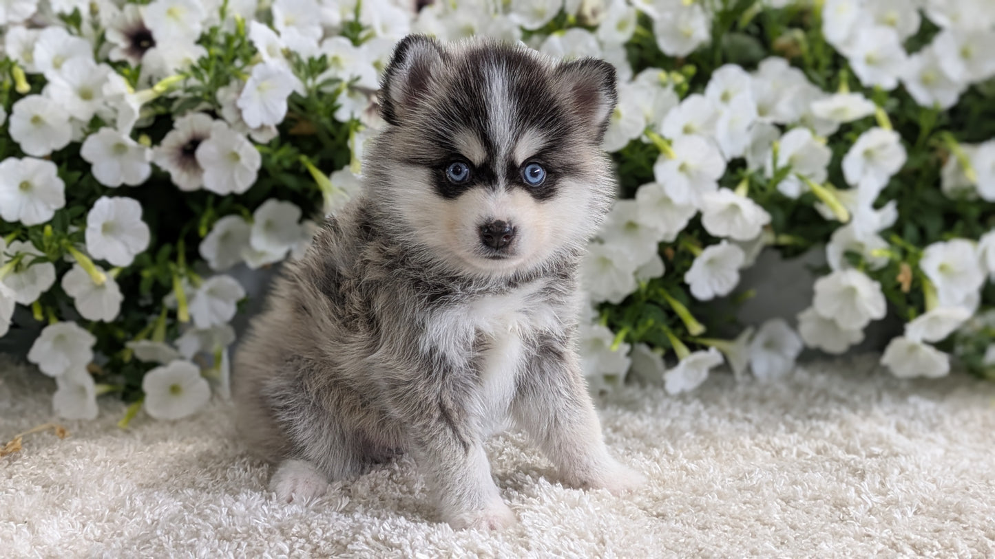 POMSKY (04/01) MALE