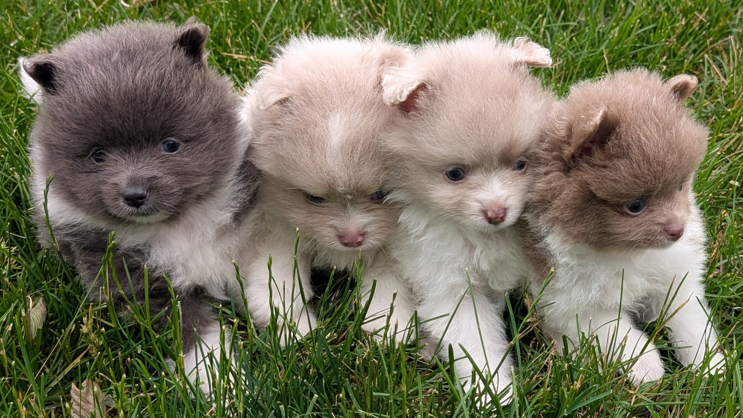 POMERANIAN (04/22) MALE