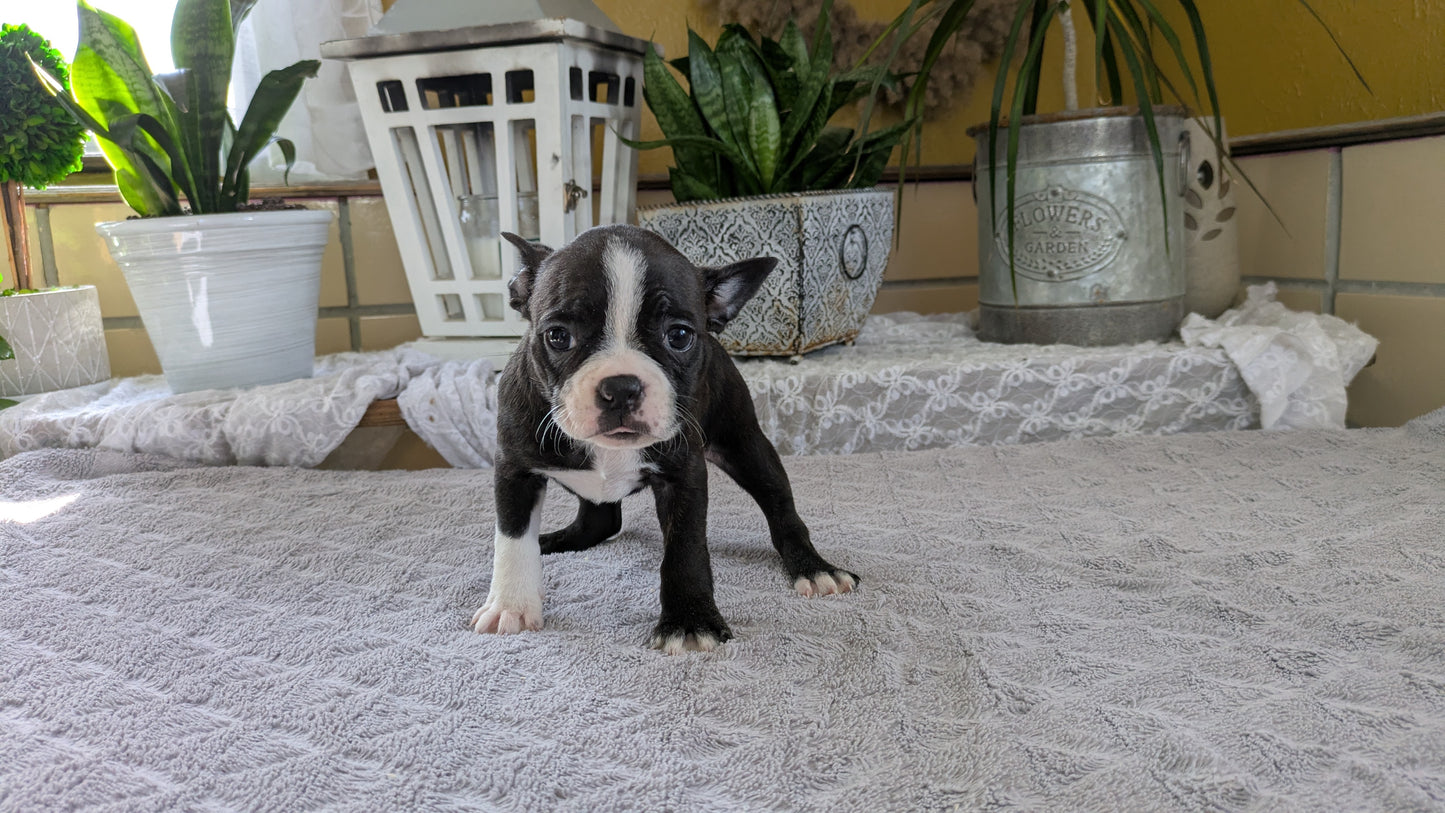 BOSTON TERRIER (12/09) FEMALE