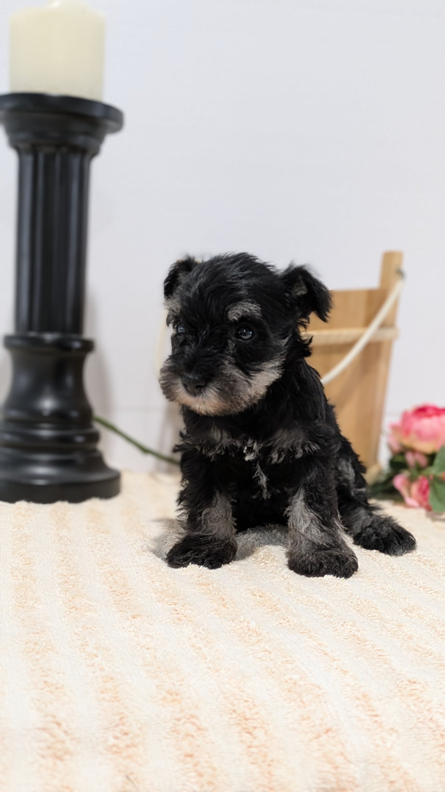 MINI SCHNAUZER (02/18) FEMALE
