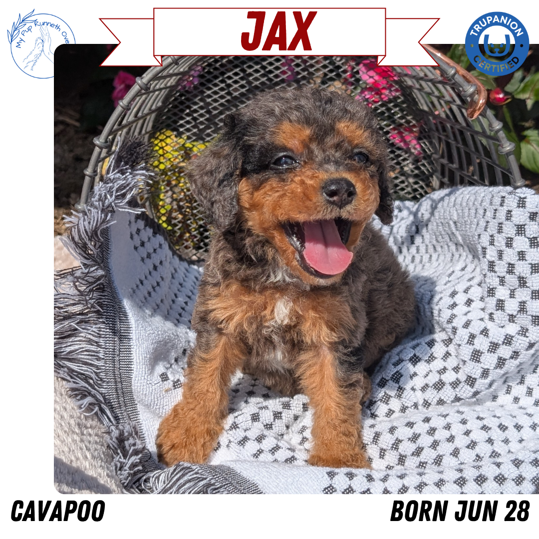 CAVAPOO (06/28) MALE