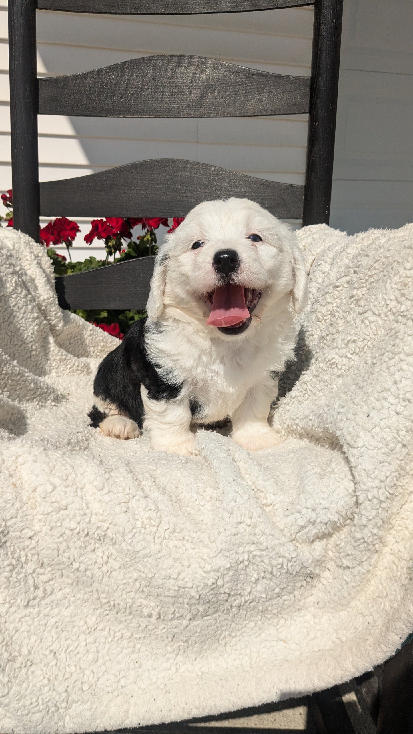 BERNEDOODLE (07/15) FEMALE