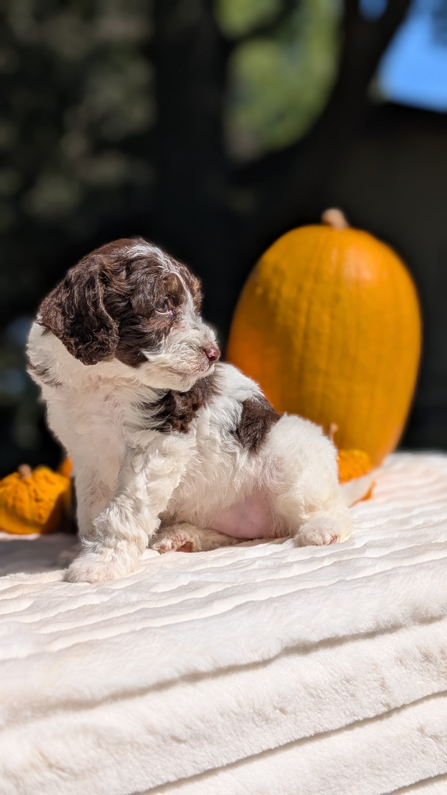 MINI BERNEDOODLE (07/25) FEMALE