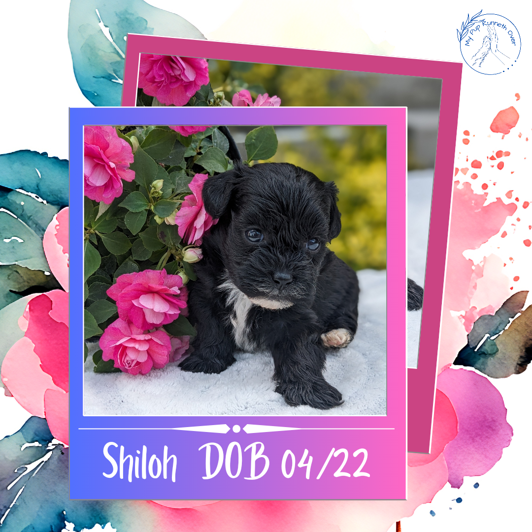 SHIH-POO (04/22) MALE