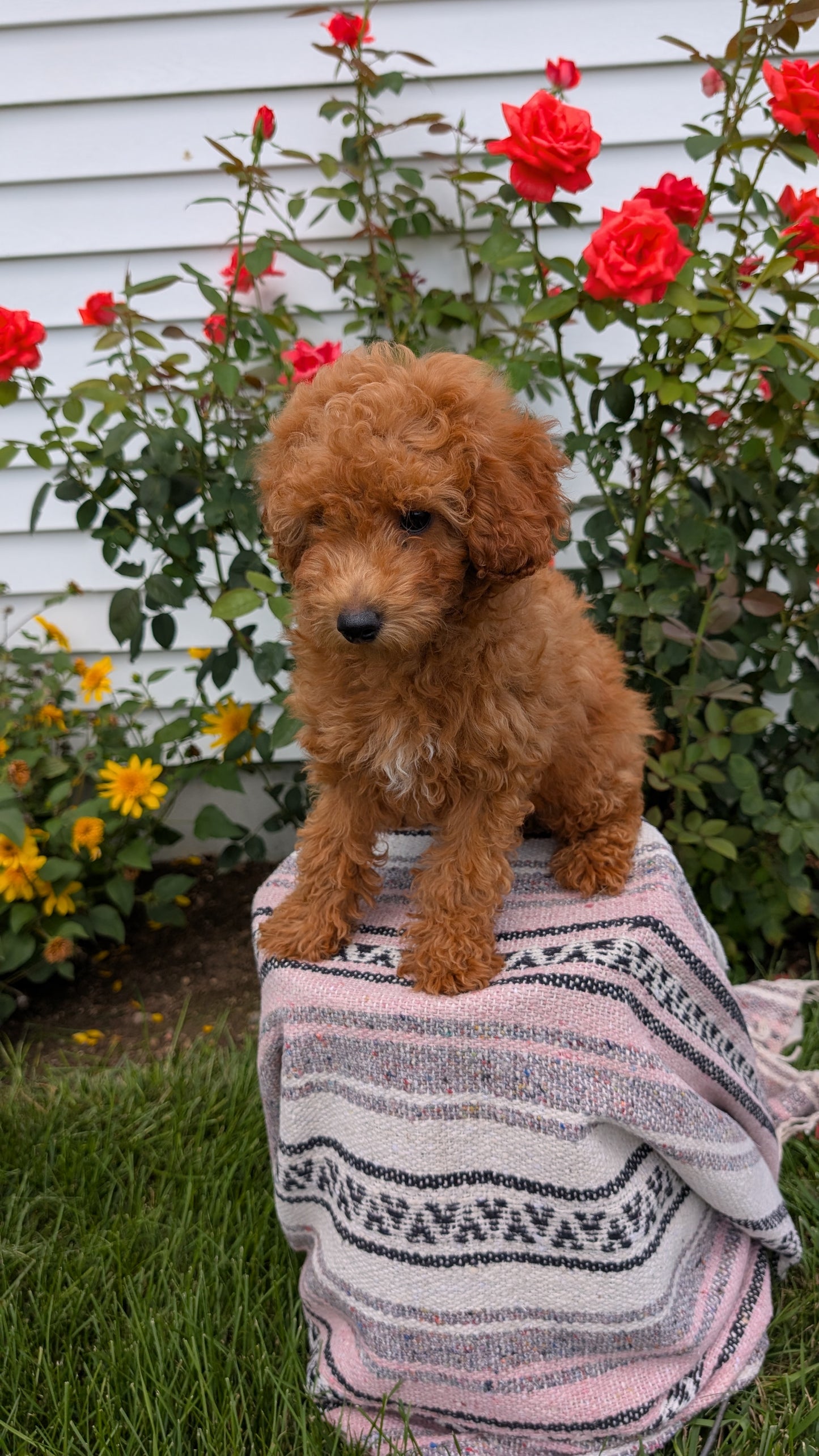 TOY POODLE (05/08) MALE