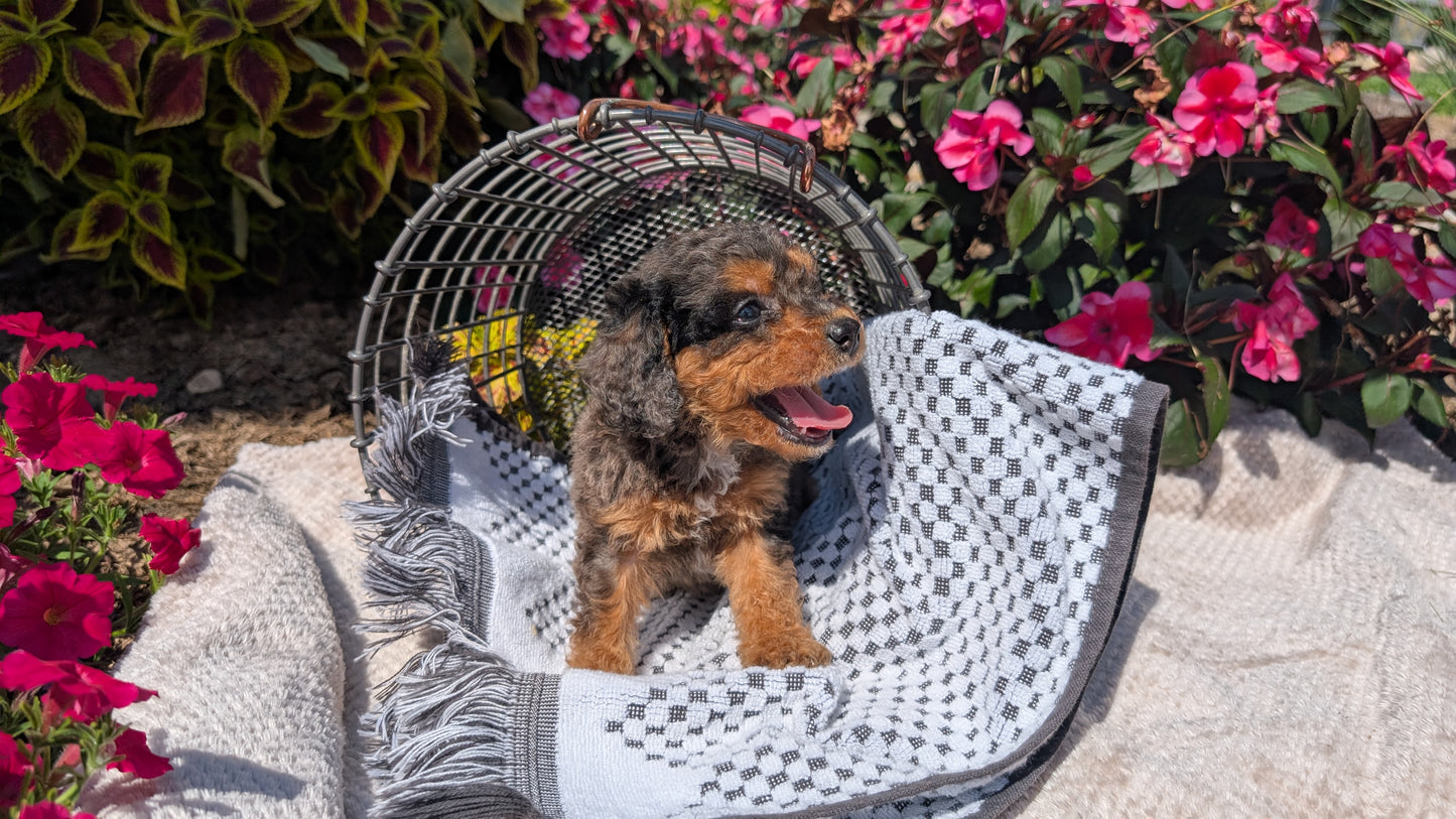 CAVAPOO (06/28) MALE