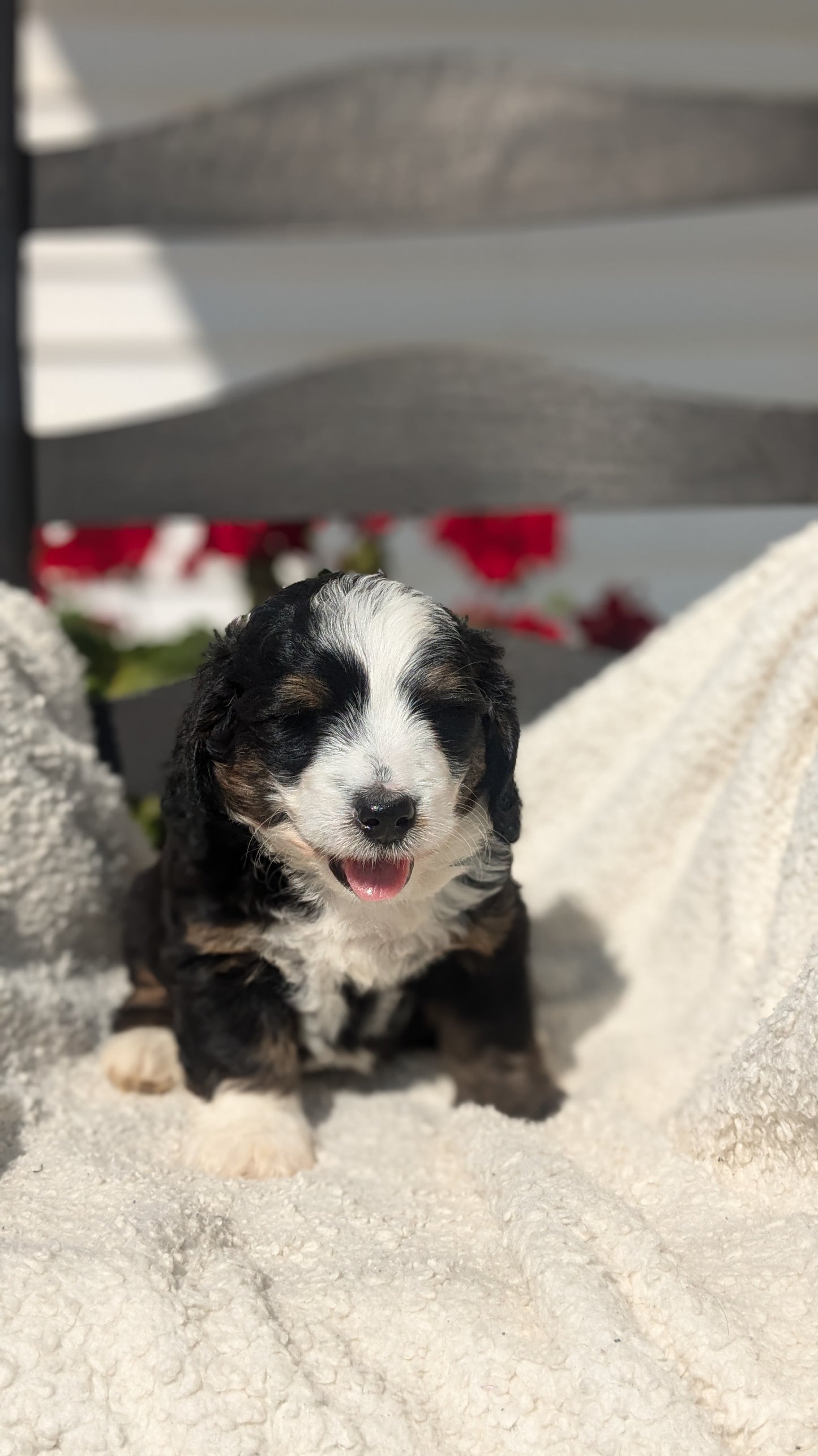 BERNEDOODLE (07/15) FEMALE