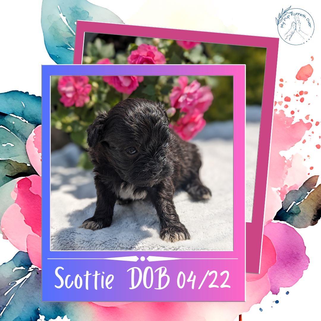SHIH-POO (04/22) MALE