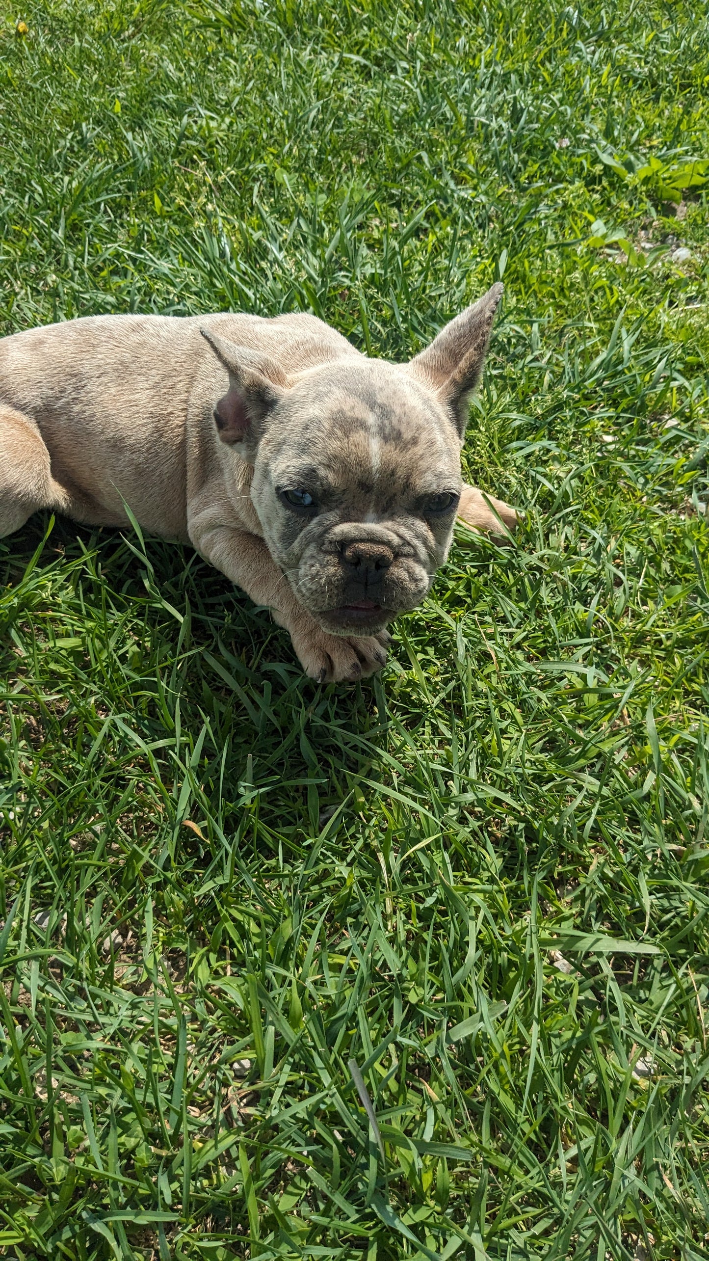 FRENCH BULLDOG (03/15) MALE