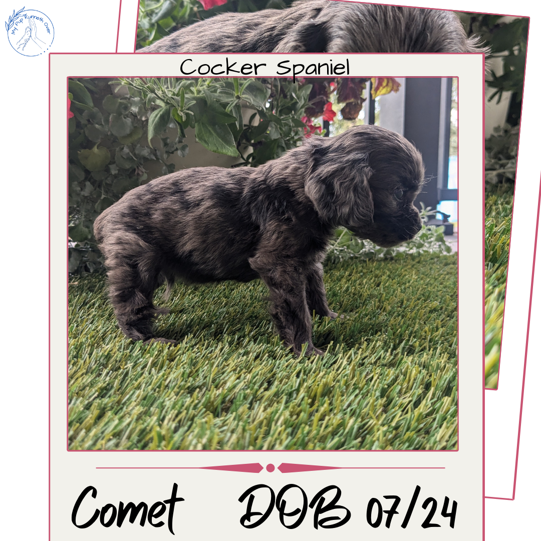 COCKER SPANIEL (07/24) MALE