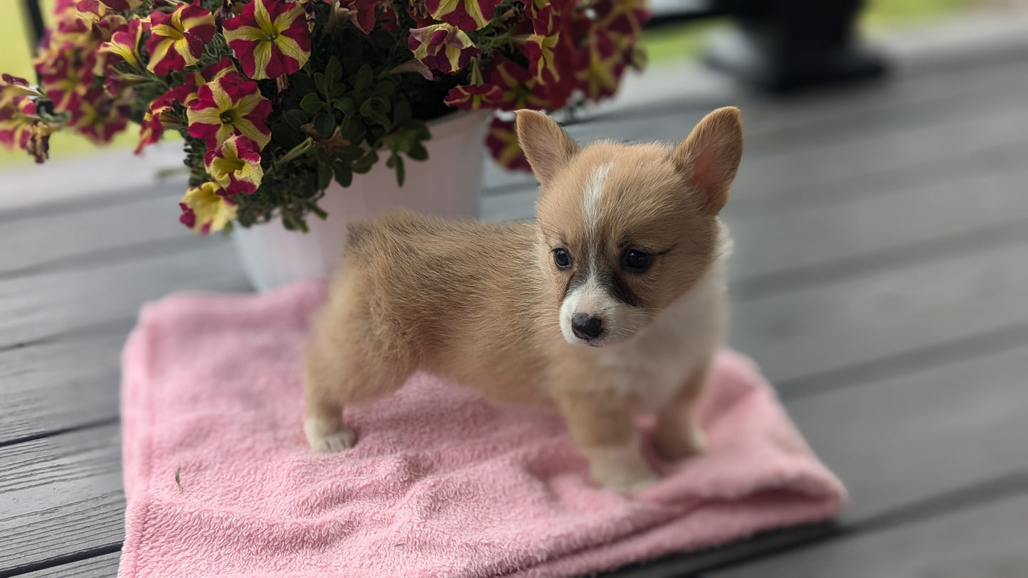 CORGI (06/02) FEMALE