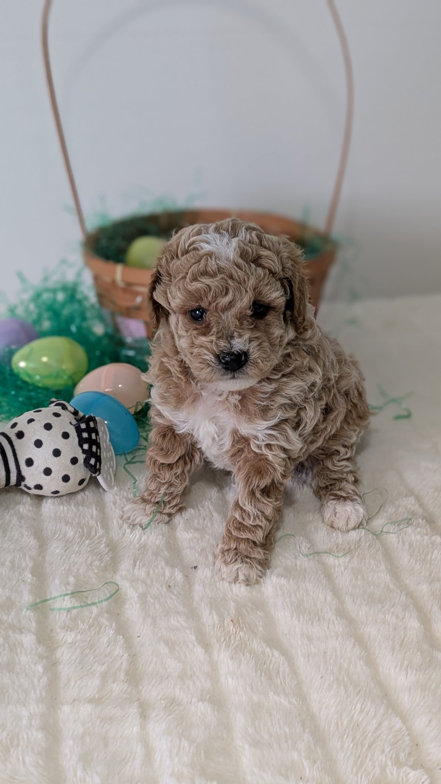 MINI POODLE (03/13) FEMALE