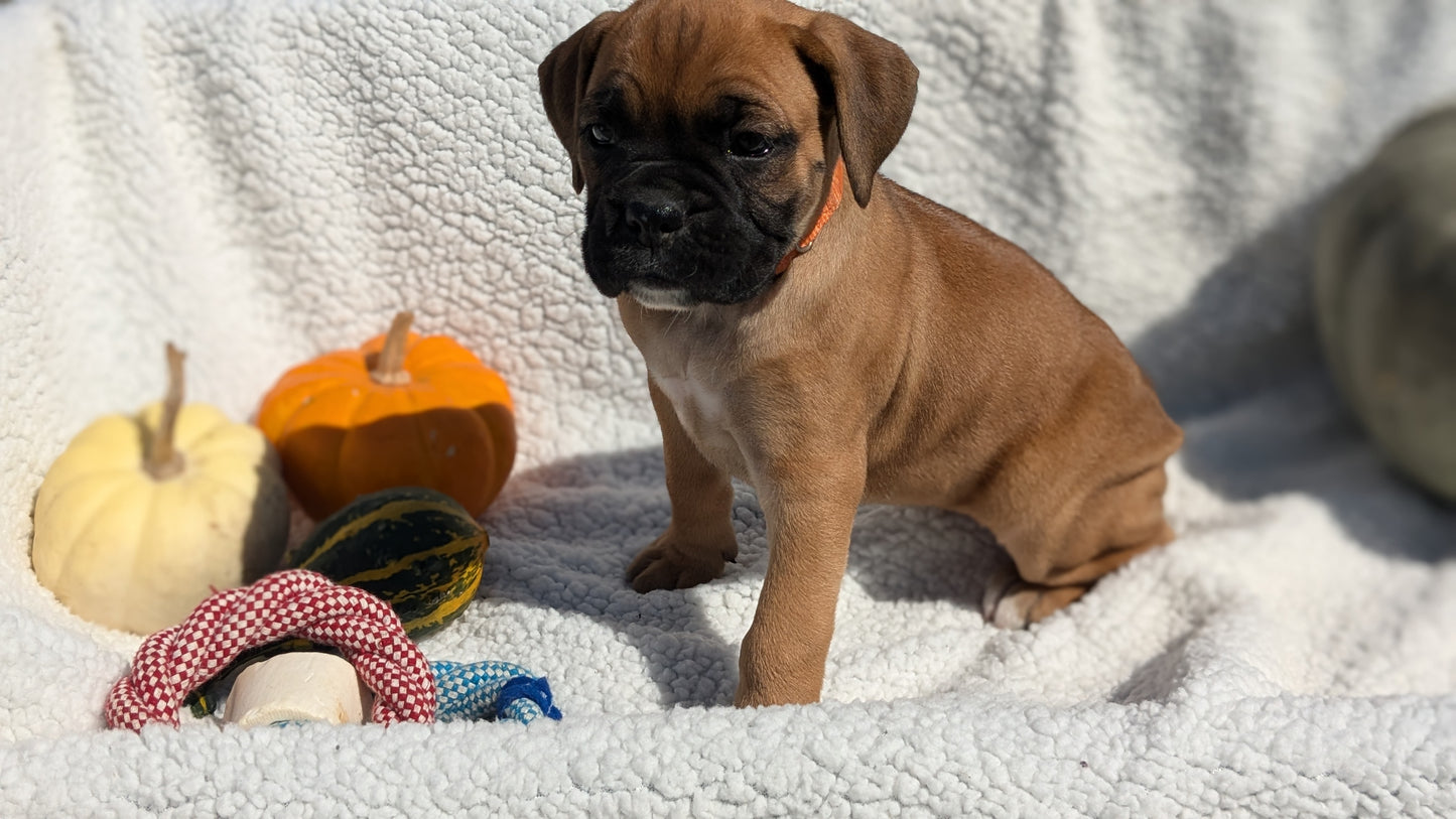 BOXER (08/27) FEMALE
