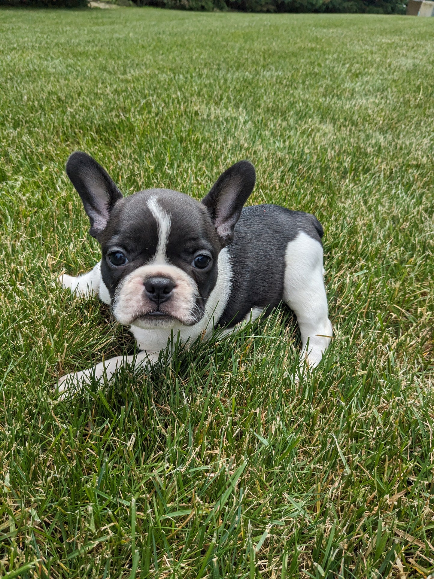 FRENCHTON (04/11) MALE