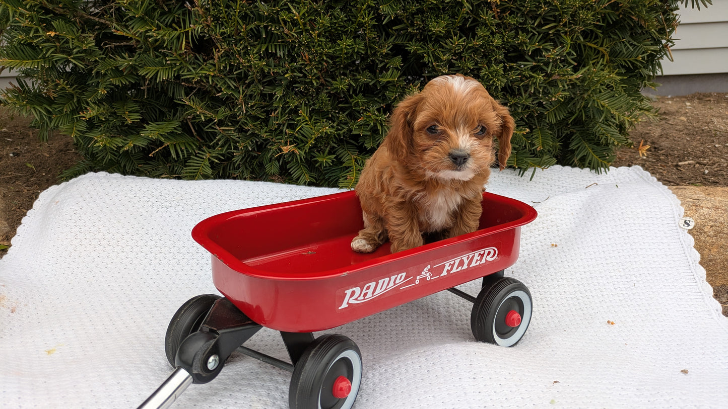 TOY CAVAPOO (02/26) FEMALE