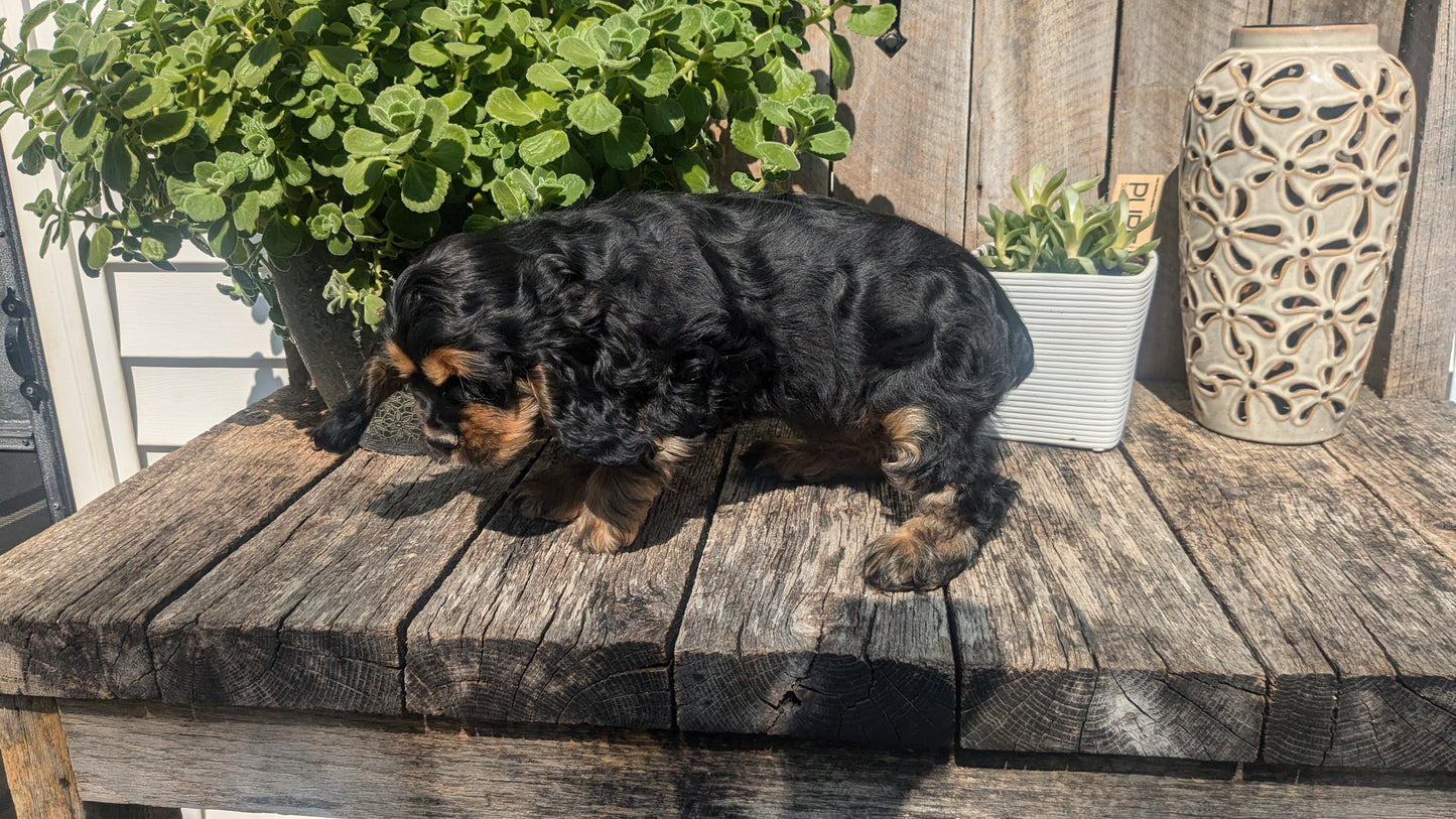 COCKER SPANIEL (06/08) FEMALE