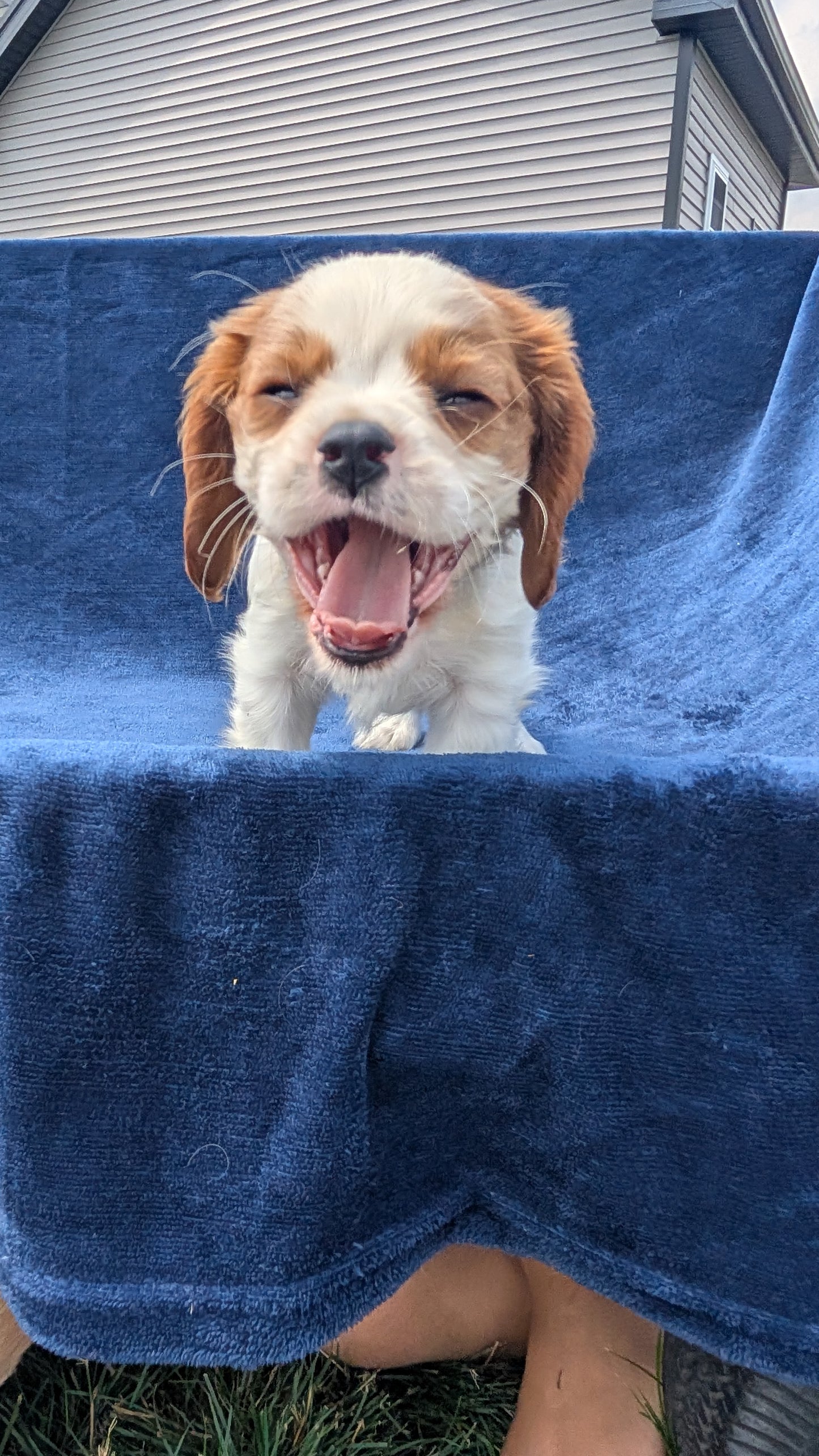 CAVALIER (05/19) MALE