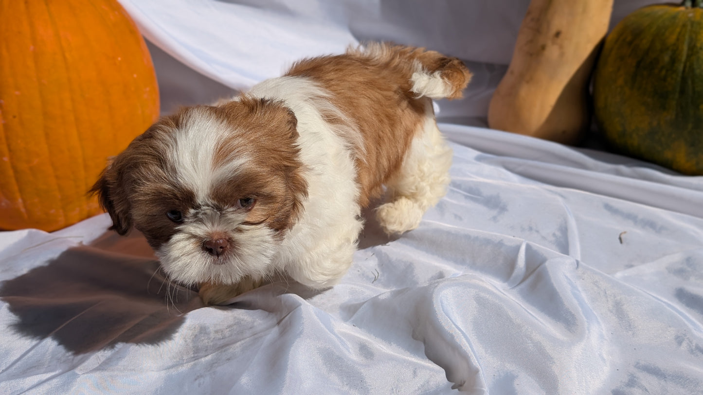 SHIH TZU (07/18) MALE