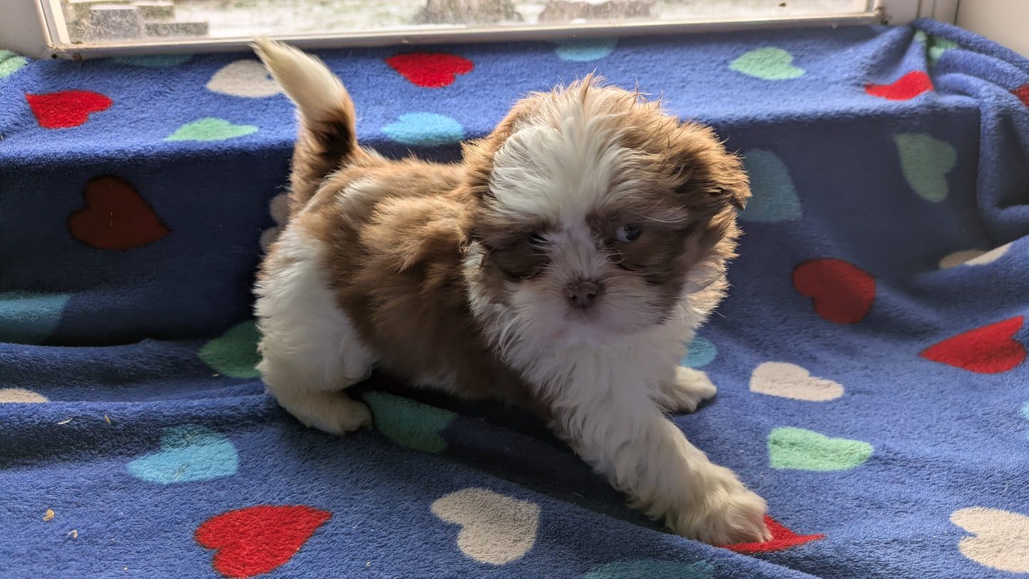 SHIH TZU (10/23) MALE