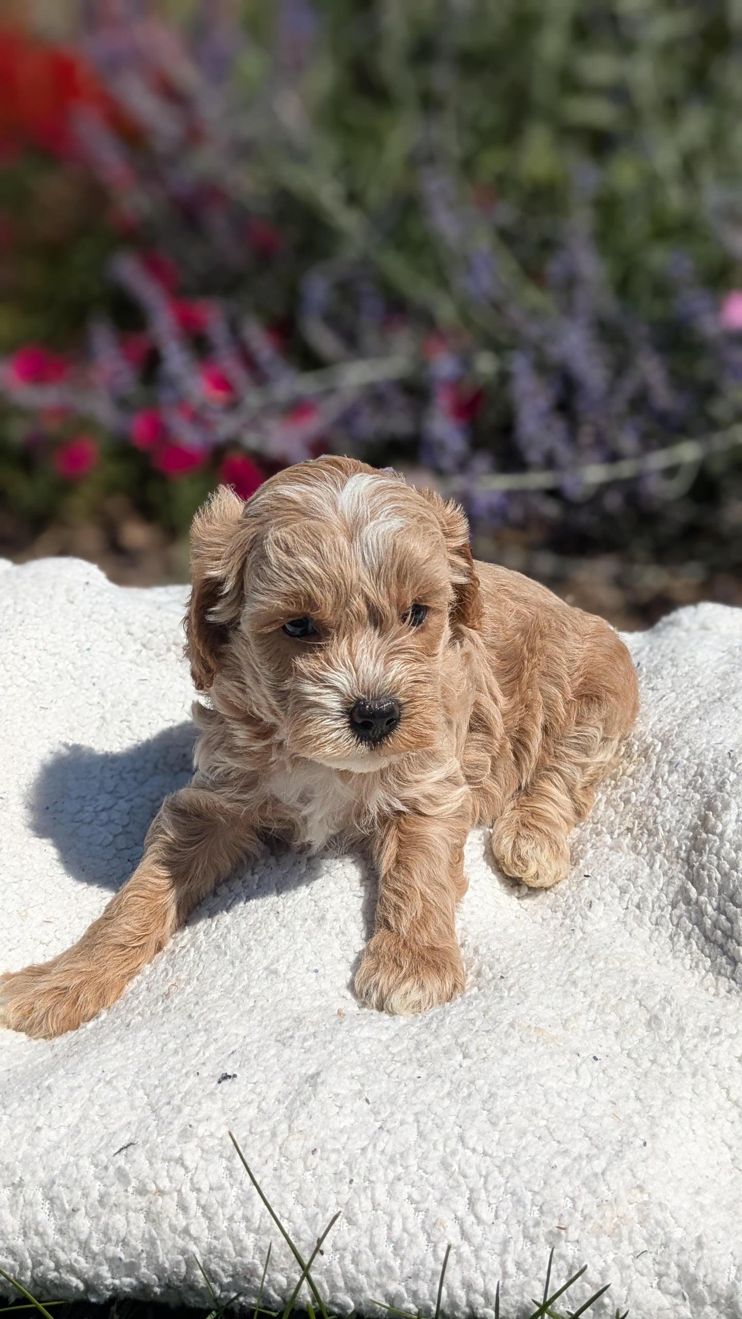 CAVAPOO (08/02) FEMALE
