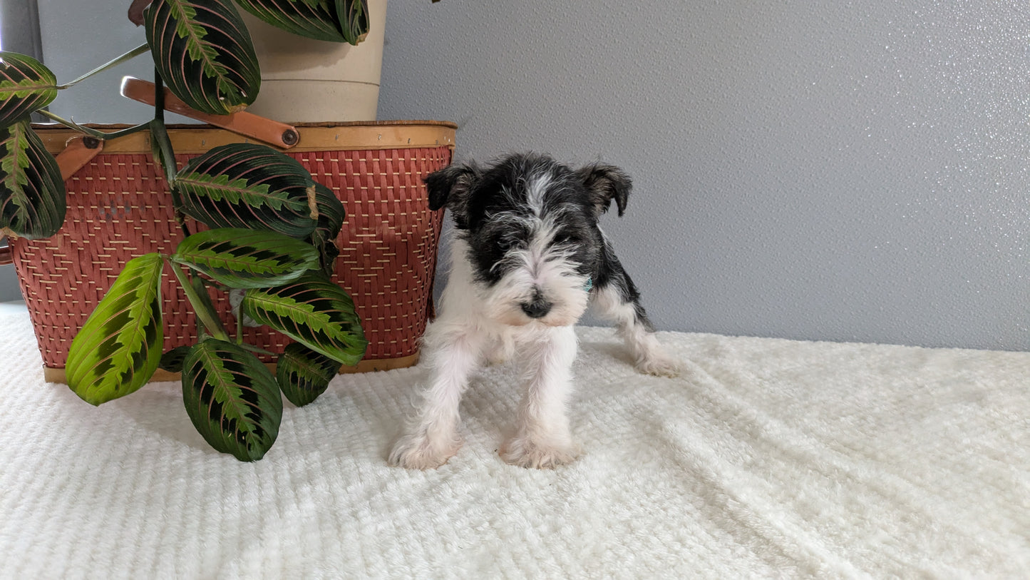 MINI SCHNAUZER (01/08) FEMALE