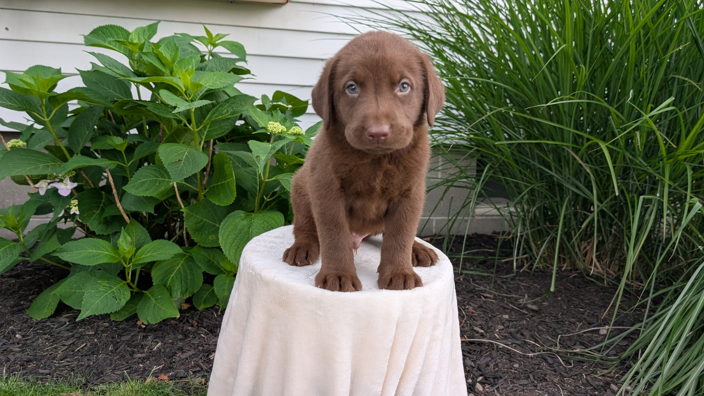 LABRADOR RETRIEVER (05/21) MALE