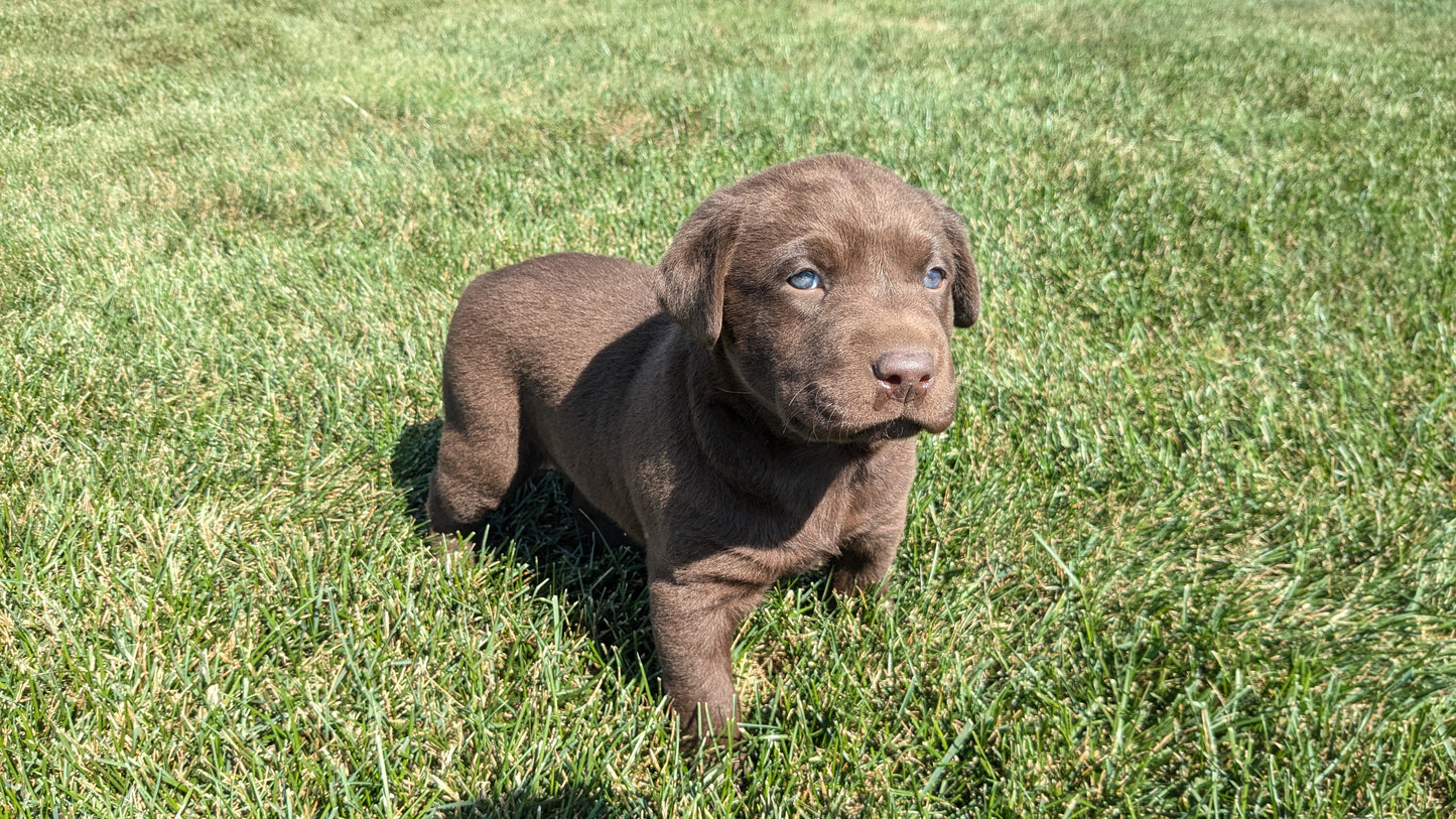 LABRADOR RETRIEVER (08/05) MALE