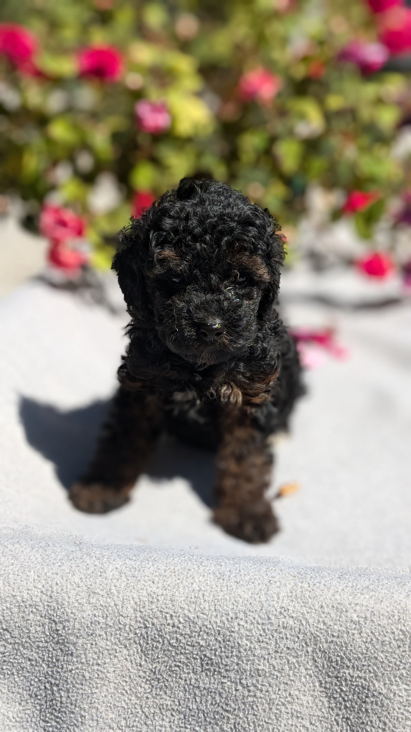 TOY POODLE (07/20) MALE