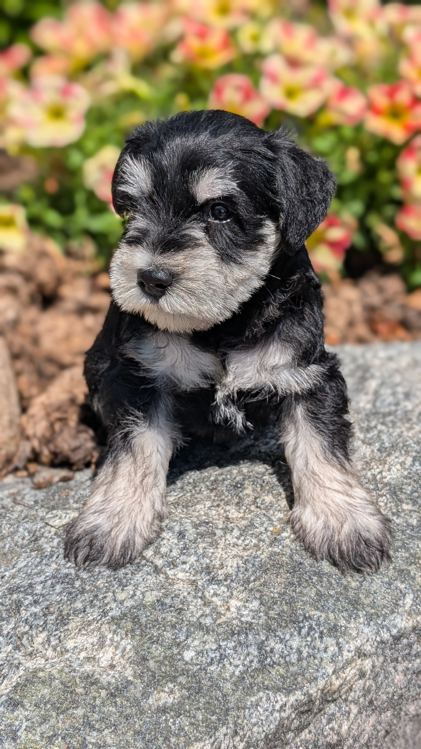 MINI SCHNAUZER (05/29) MALE