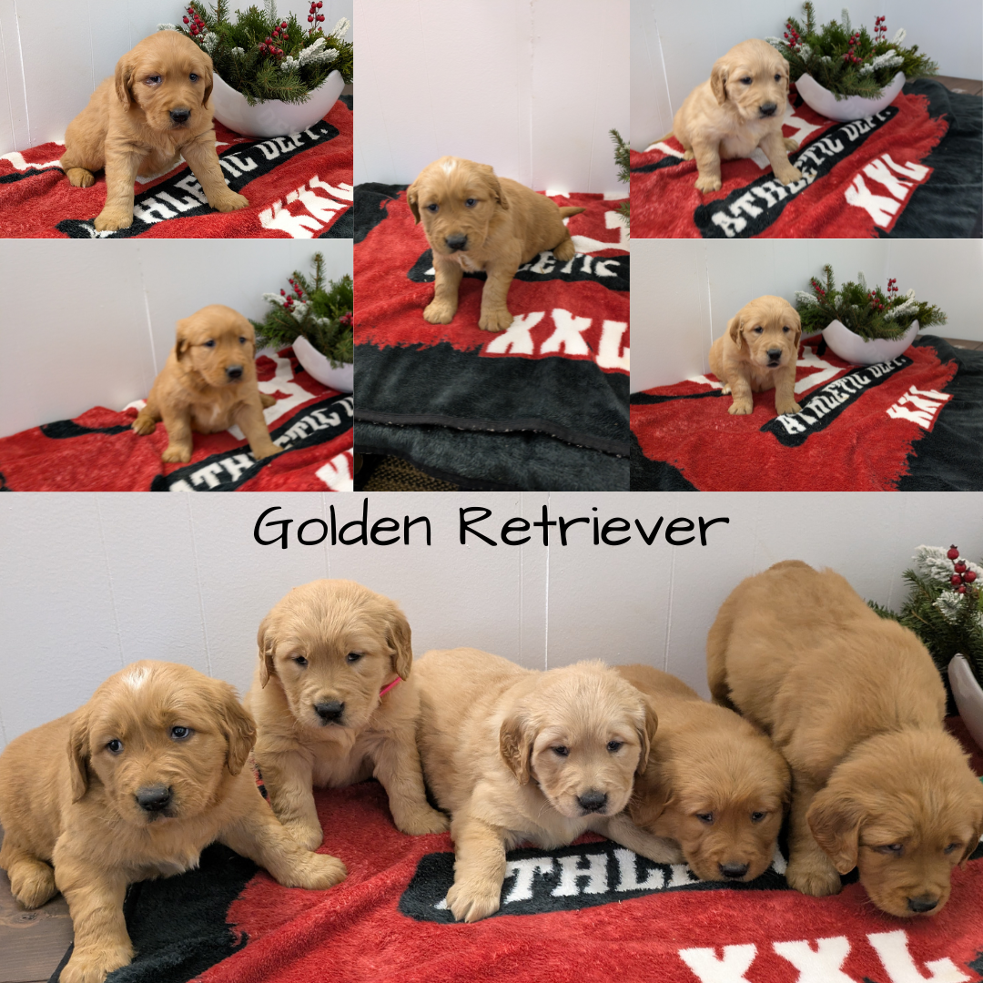 GOLDEN RETRIEVER (11/13) FEMALE