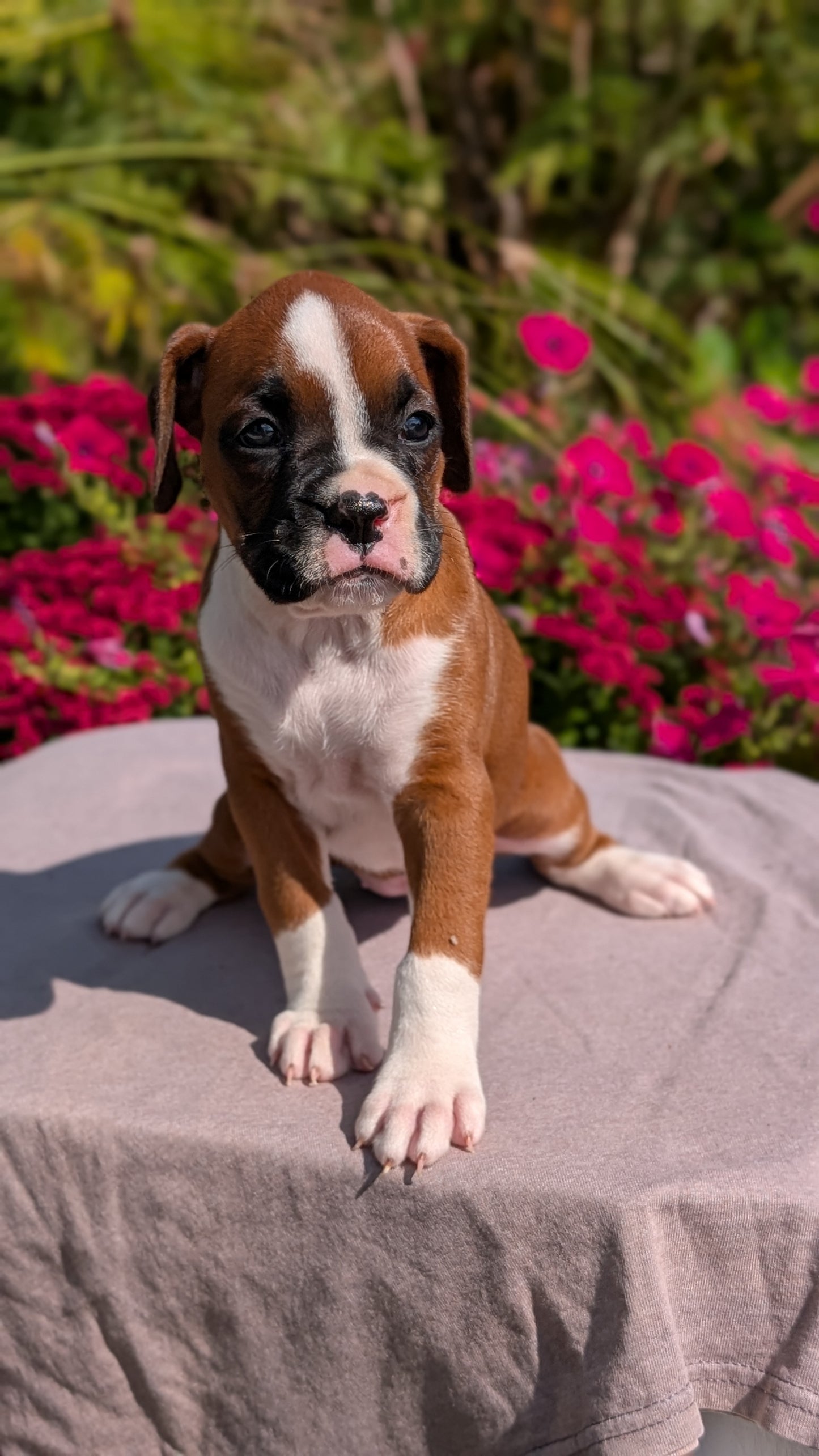 BOXER (08/20) FEMALE