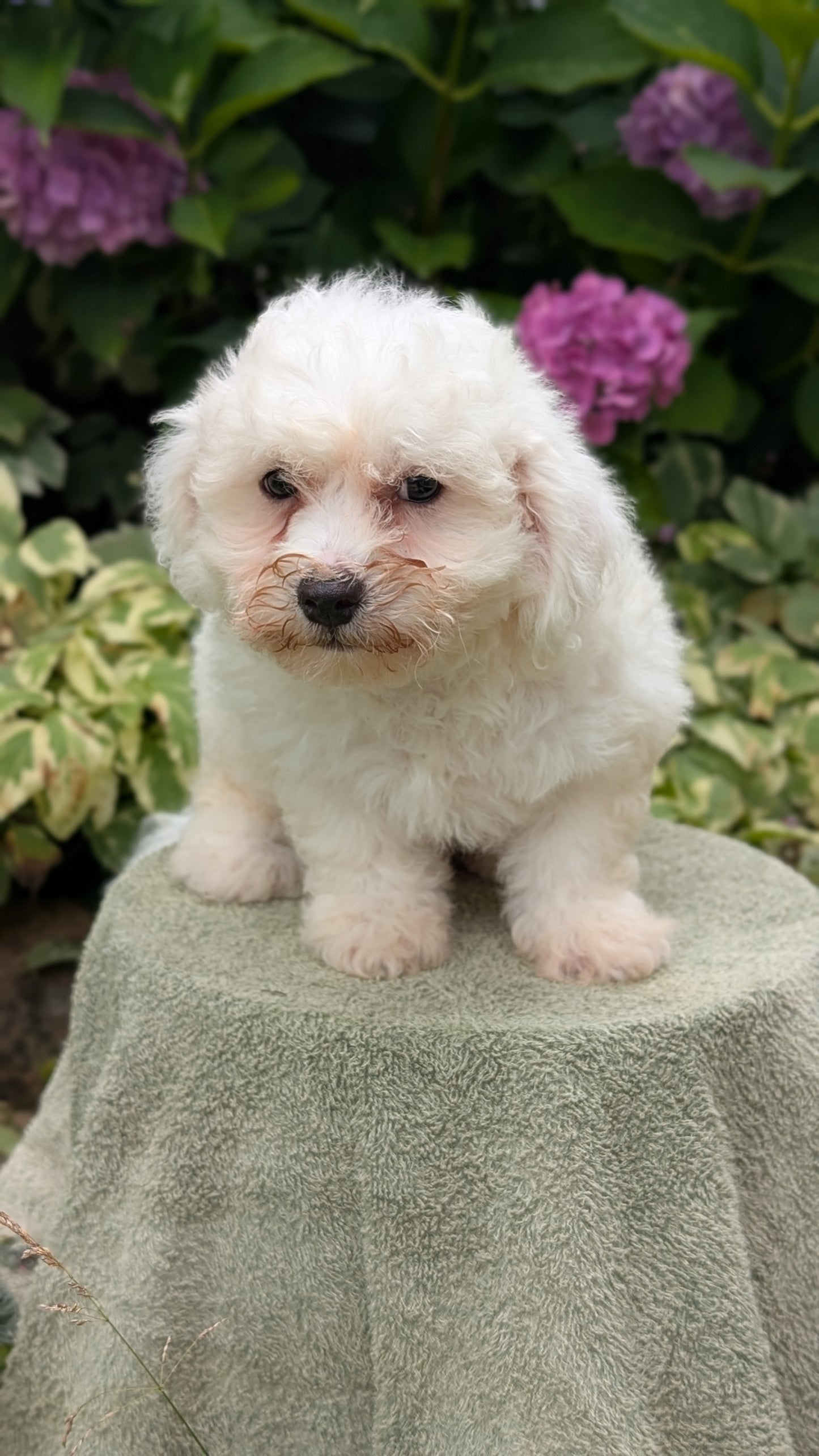 BICHON FRISE (06/19) MALE