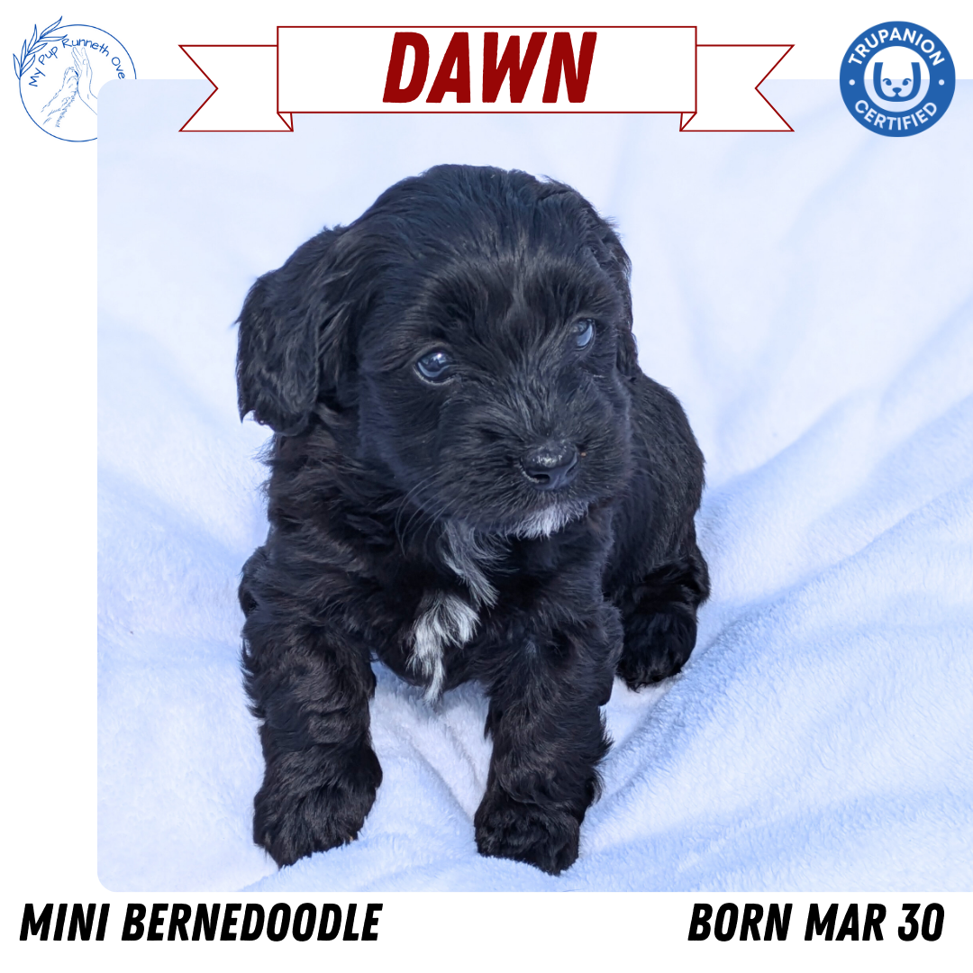MINI BERNEDOODLE (03/30) FEMALE