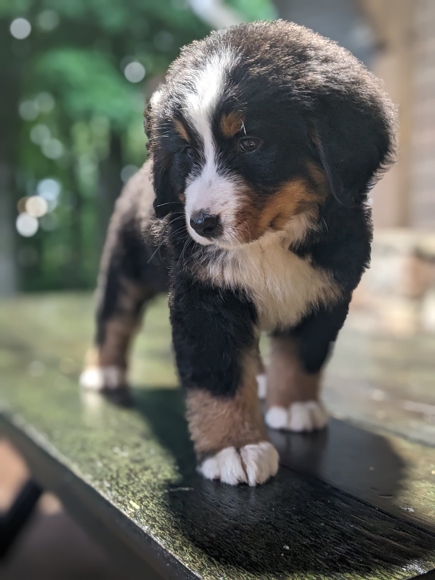 BERNESE MOUNTAIN DOG (03/21) FEMALE