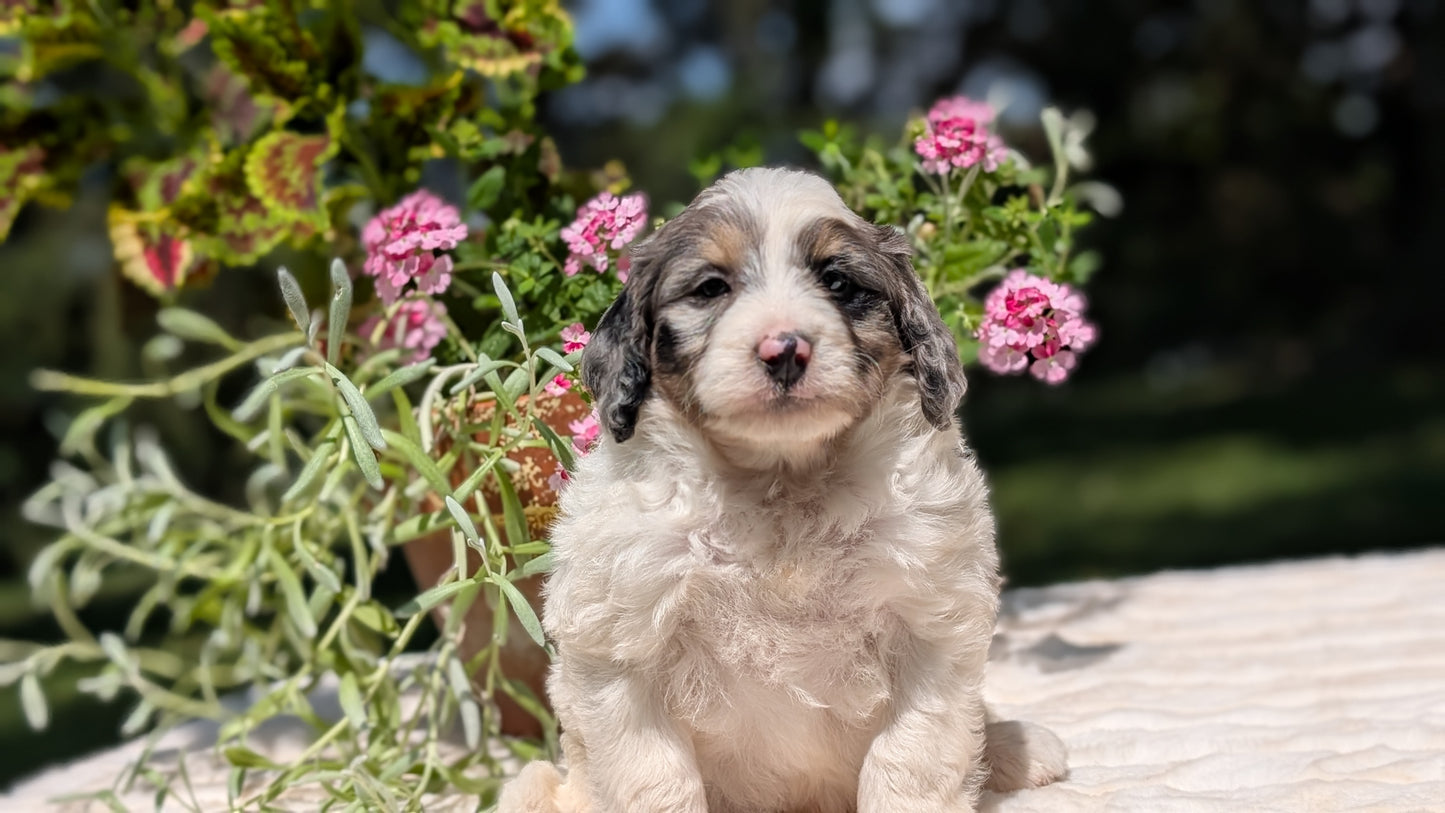 MINI BERNEDOODLE (06/11) MALE