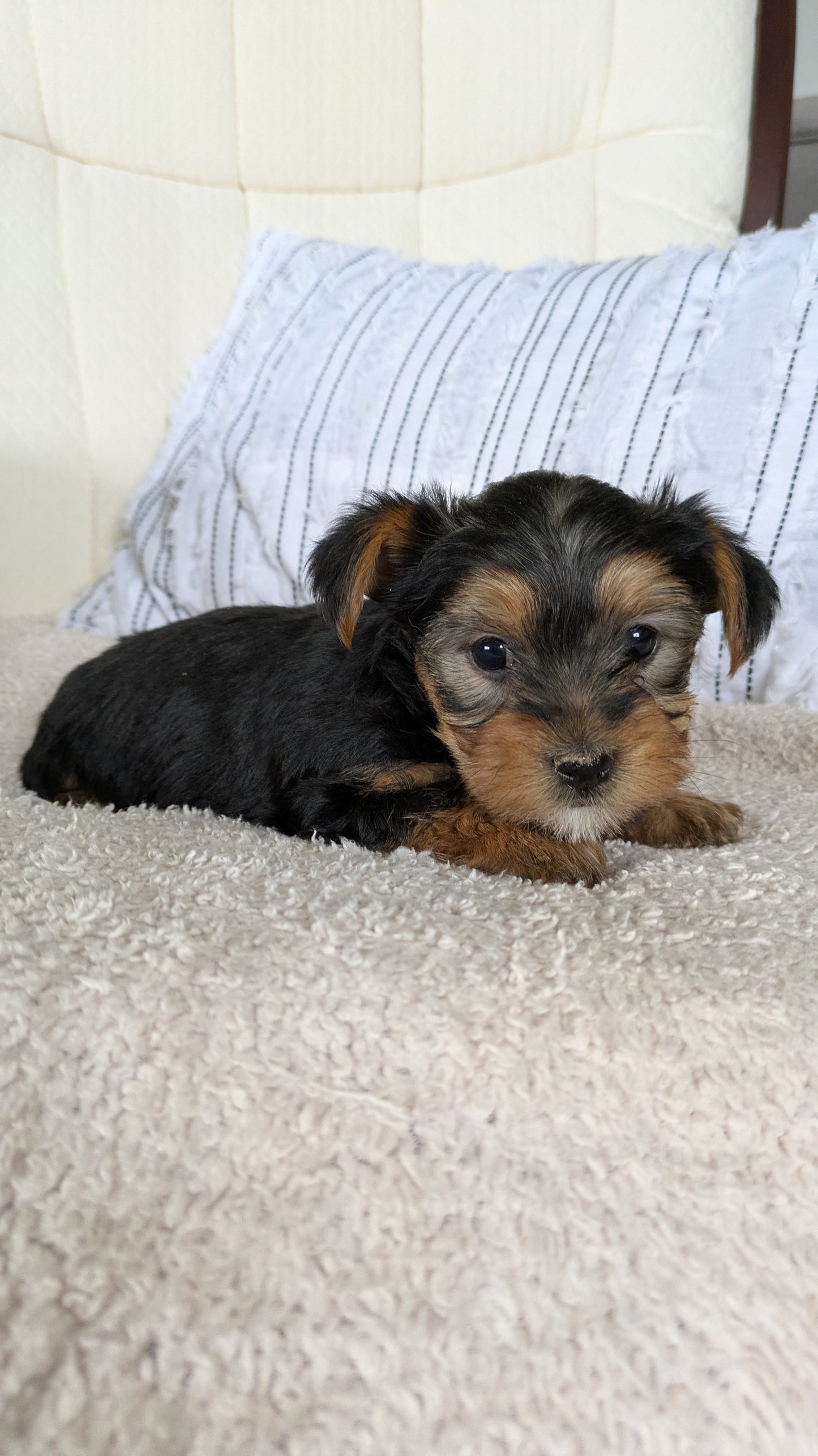 YORKSHIRE TERRIER (02/25) FEMALE