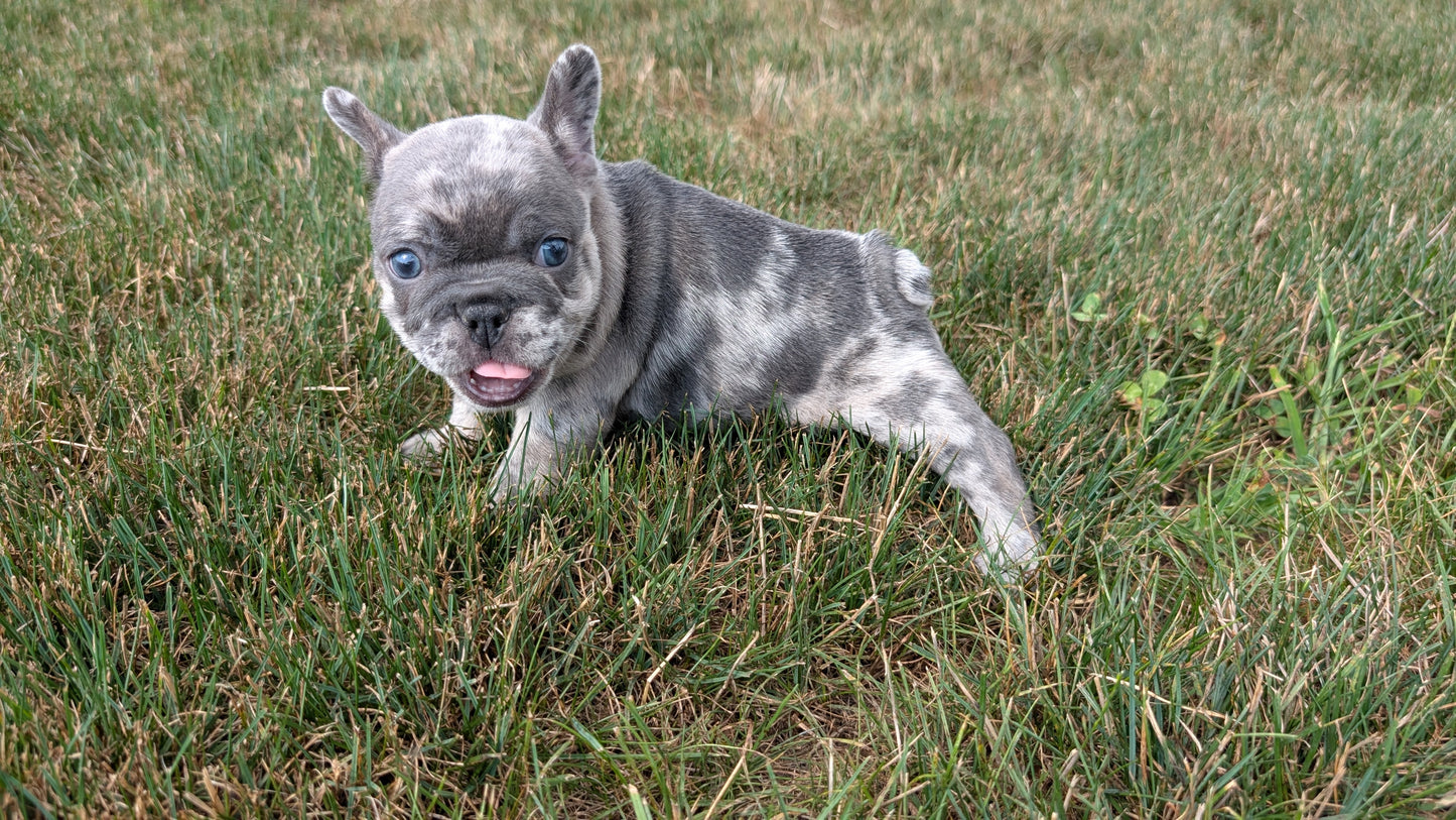 FRENCH BULLDOG (06/30) FEMALE