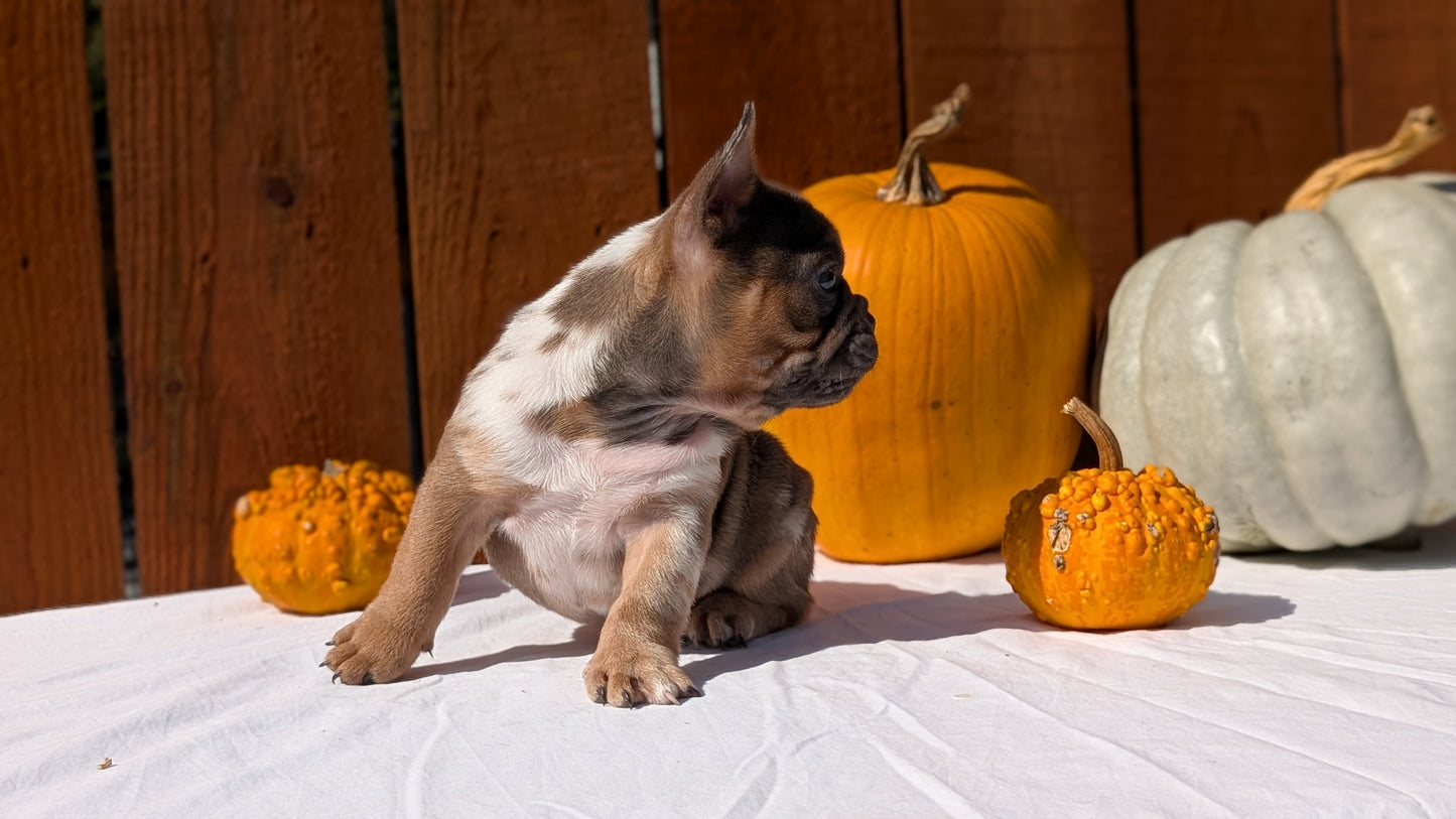 FRENCH BULLDOG (08/12) MALE