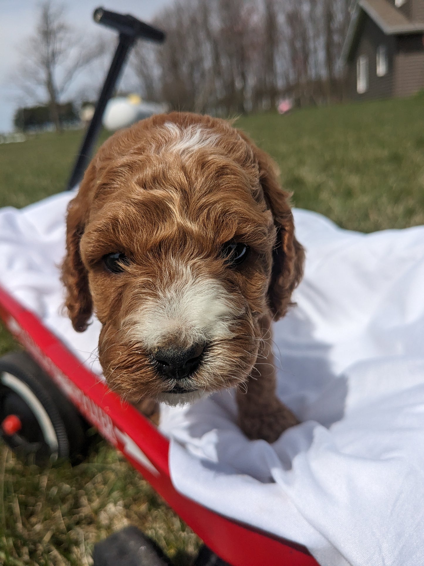COCKAPOO (03/09) FEMALE