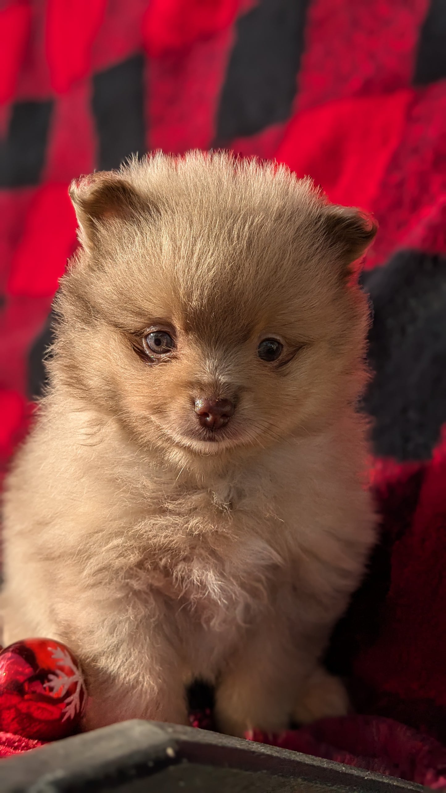 POMERANIAM (10/01) MALE